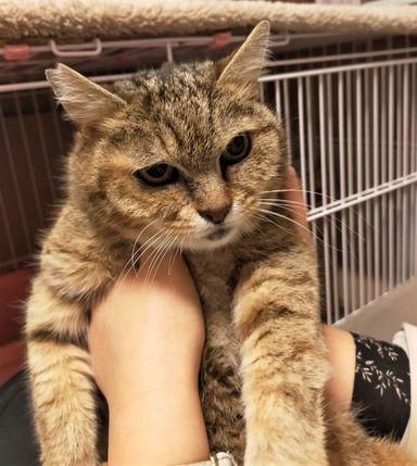 雑種（ミックス猫）・メスの里親募集の写真