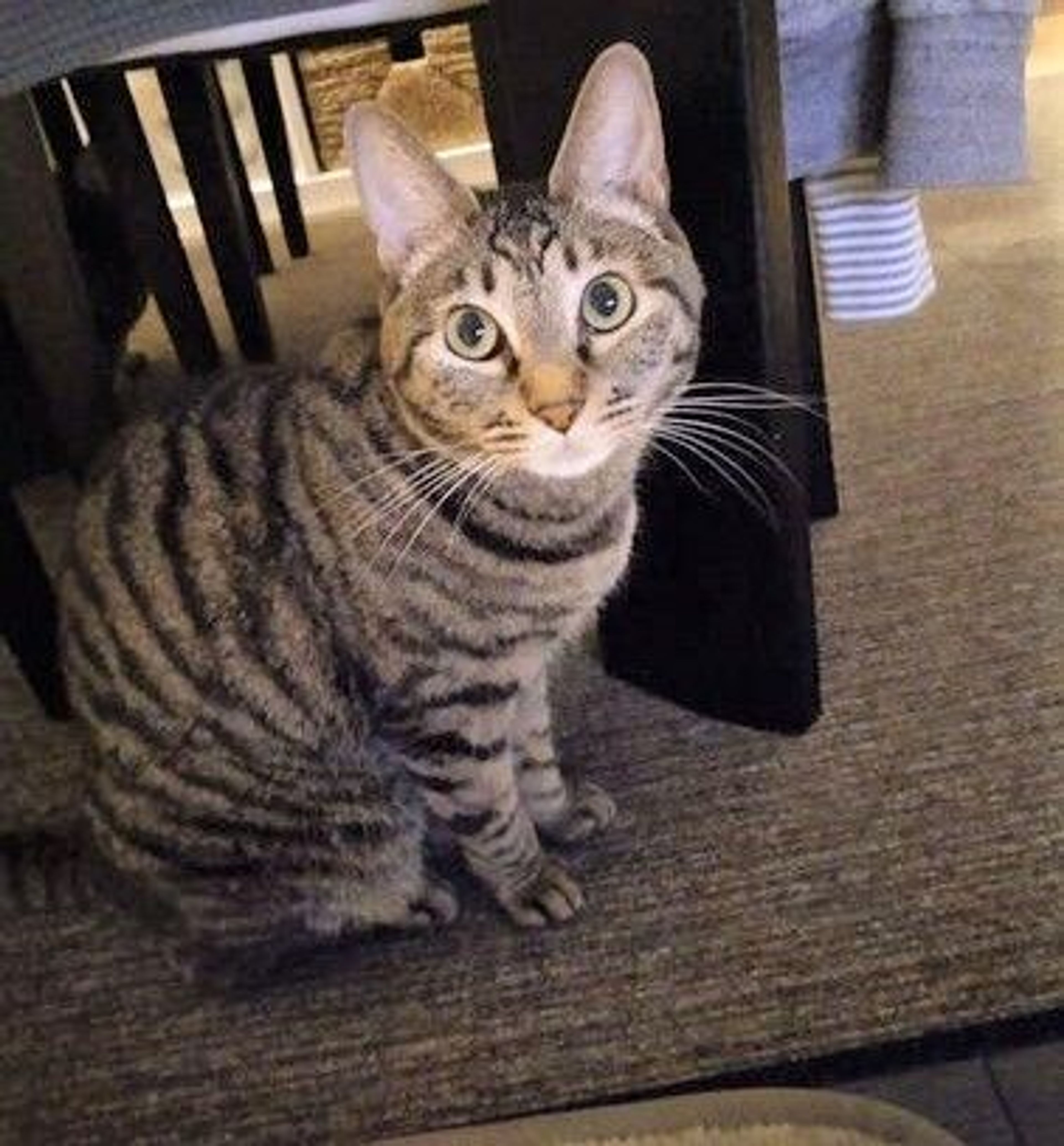 雑種（ミックス猫）・メスの里親募集の写真