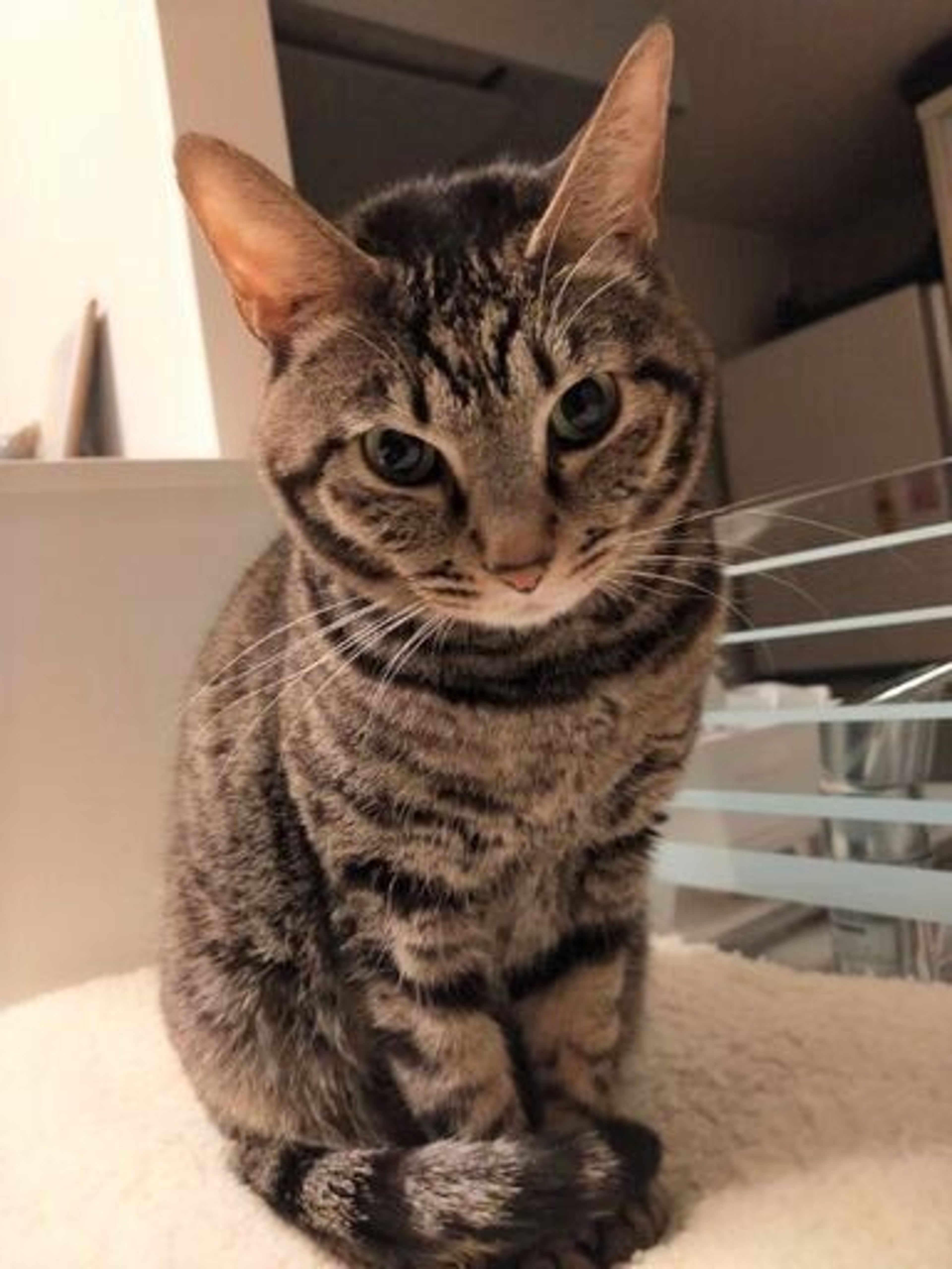 pet-image-3