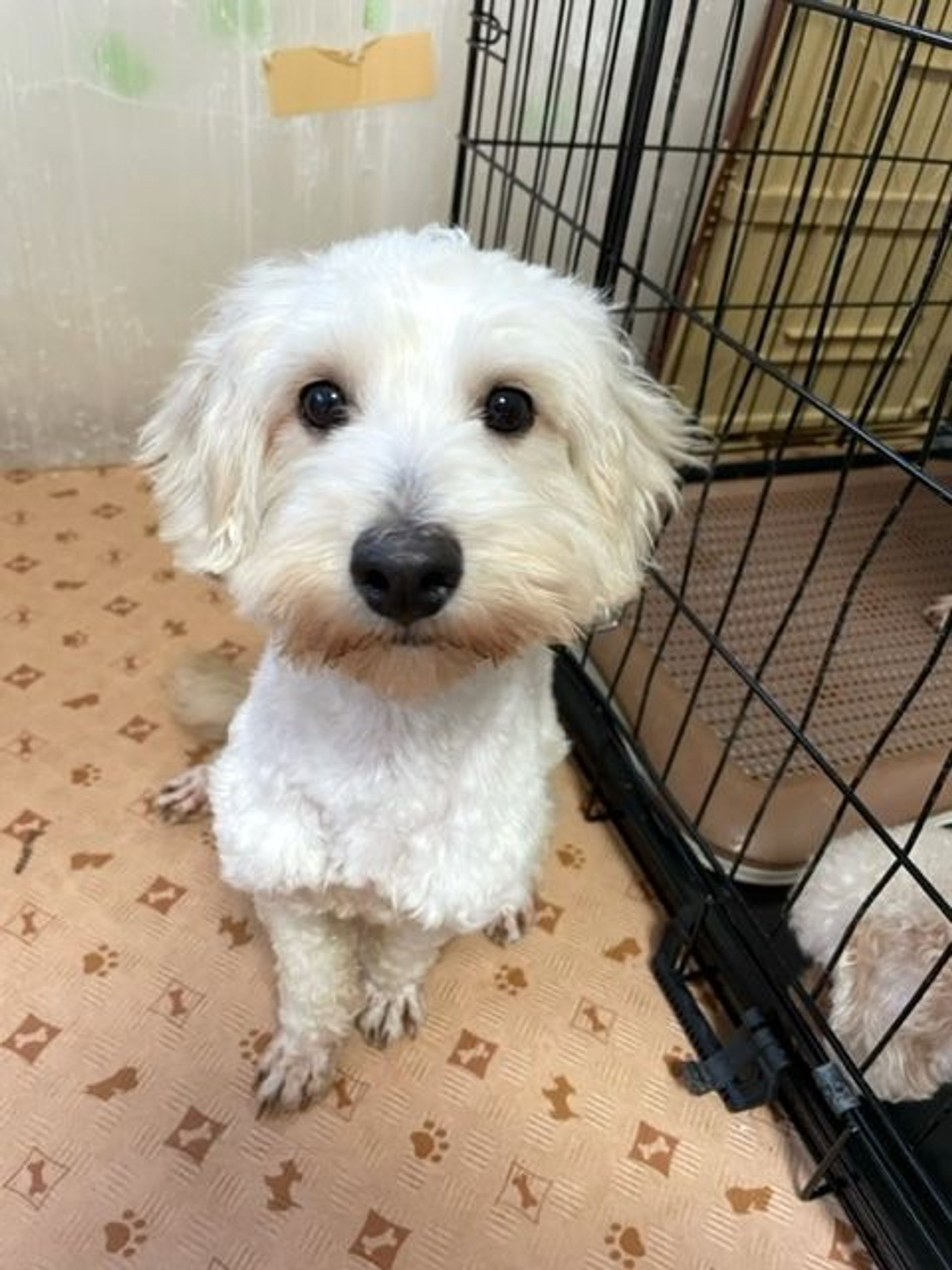 雑種（ミックス犬）・メスの里親募集の写真