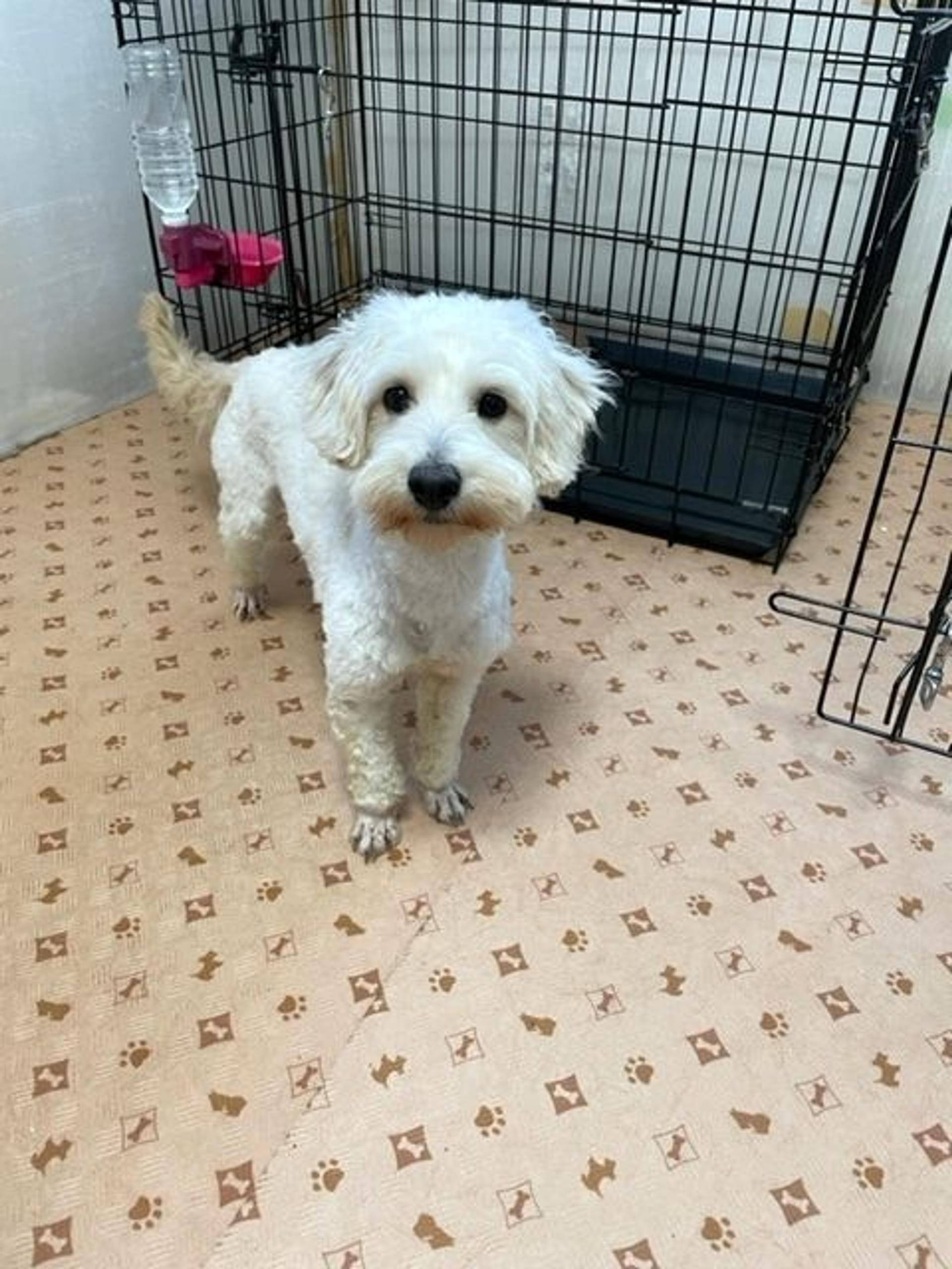 pet-image-5