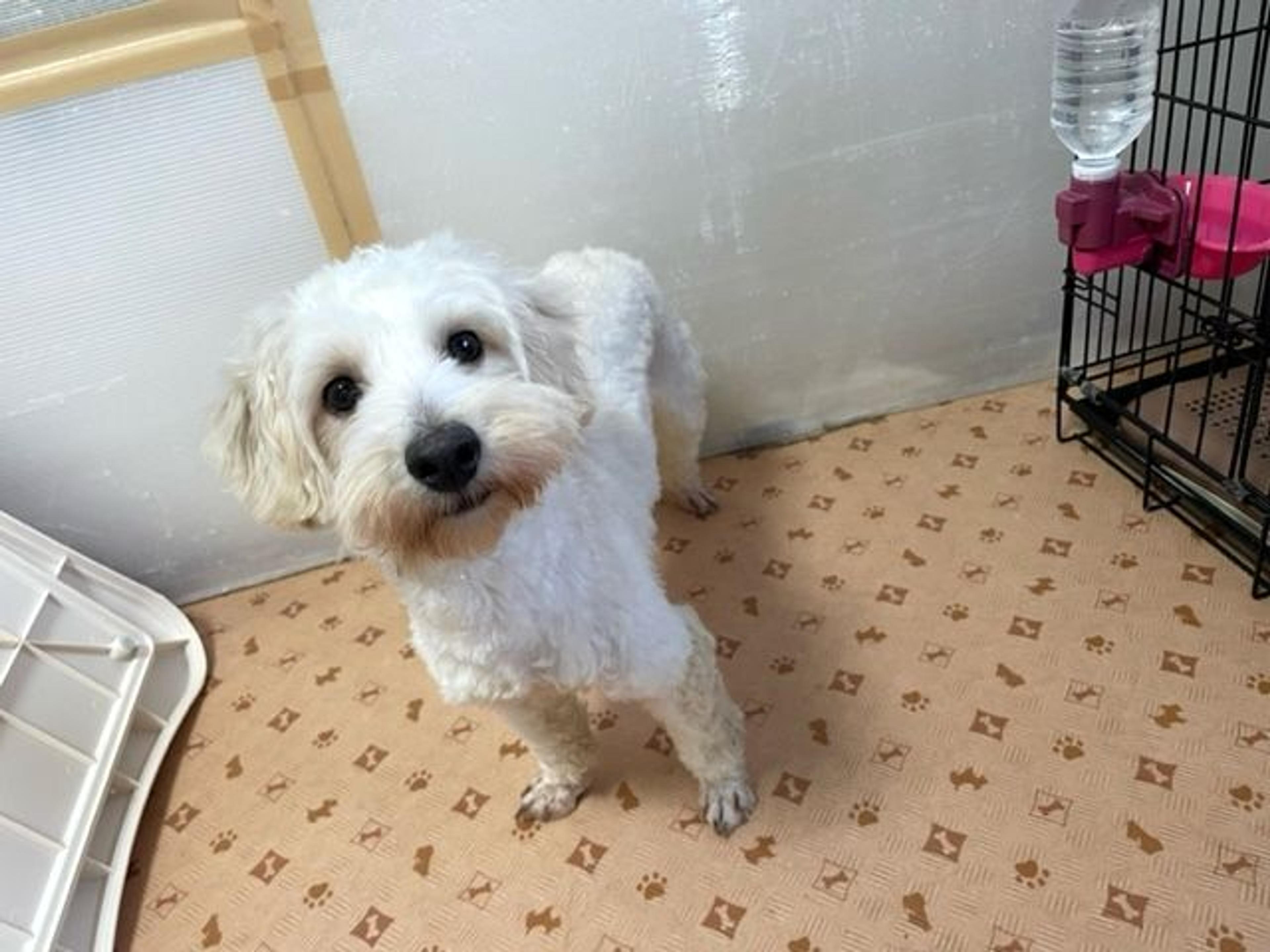 pet-image-6