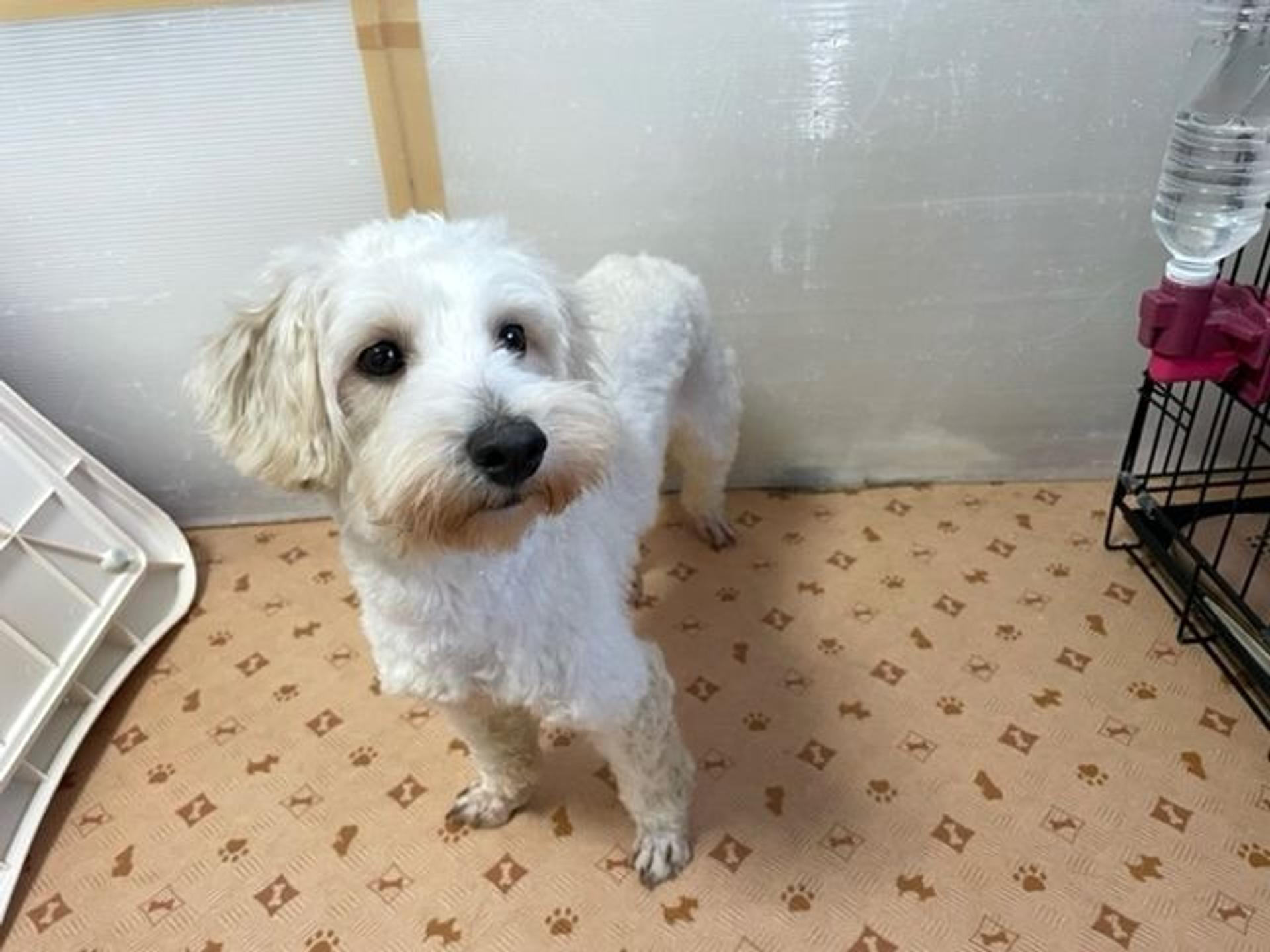 pet-image-7