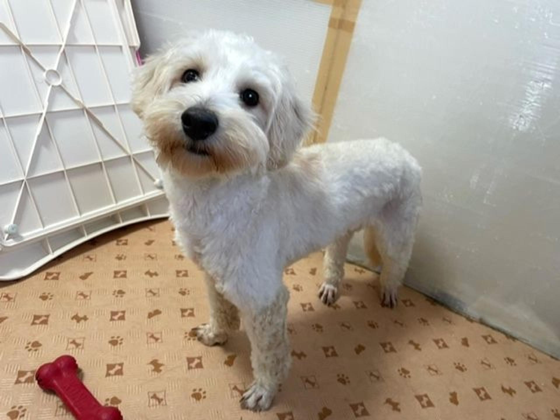 pet-image-8