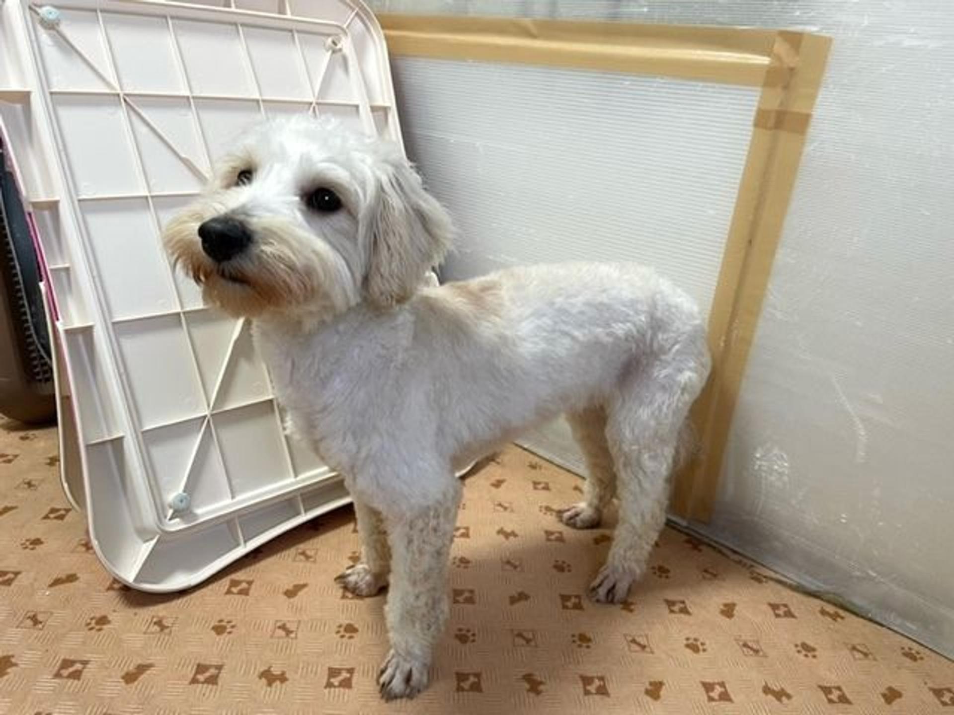 pet-image-9