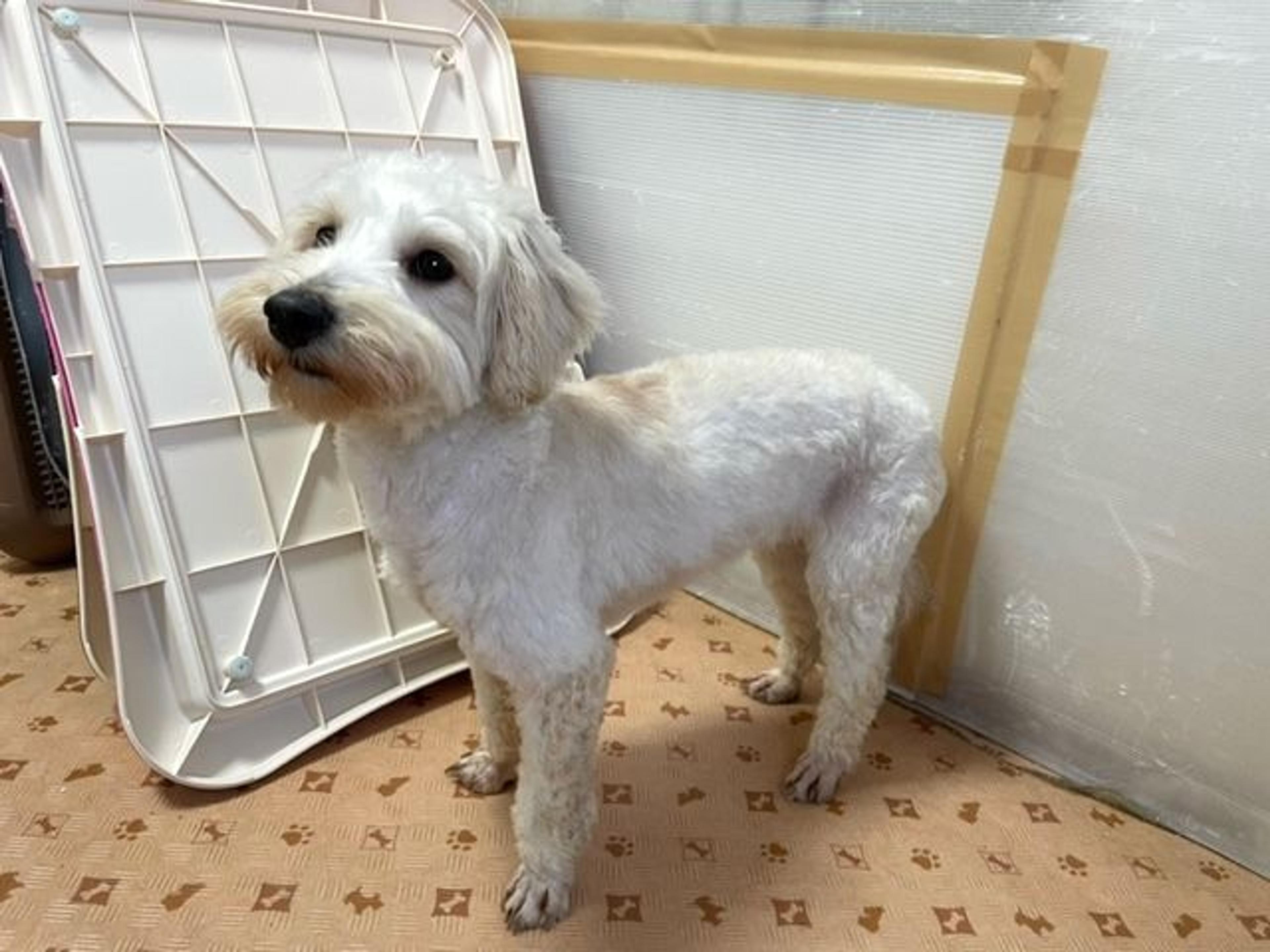 pet-image-9