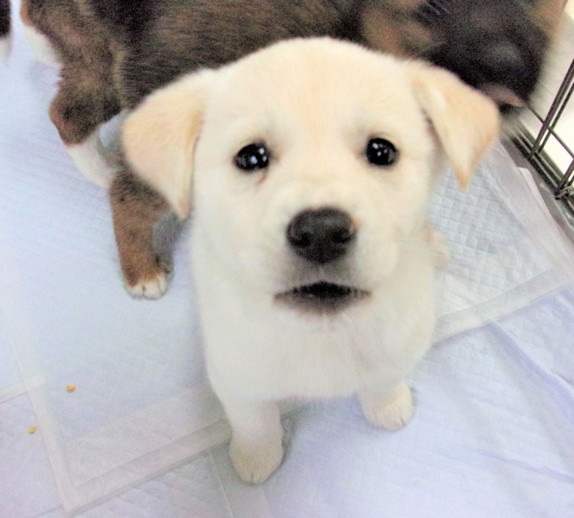 雑種（ミックス犬）・メスの里親募集の写真