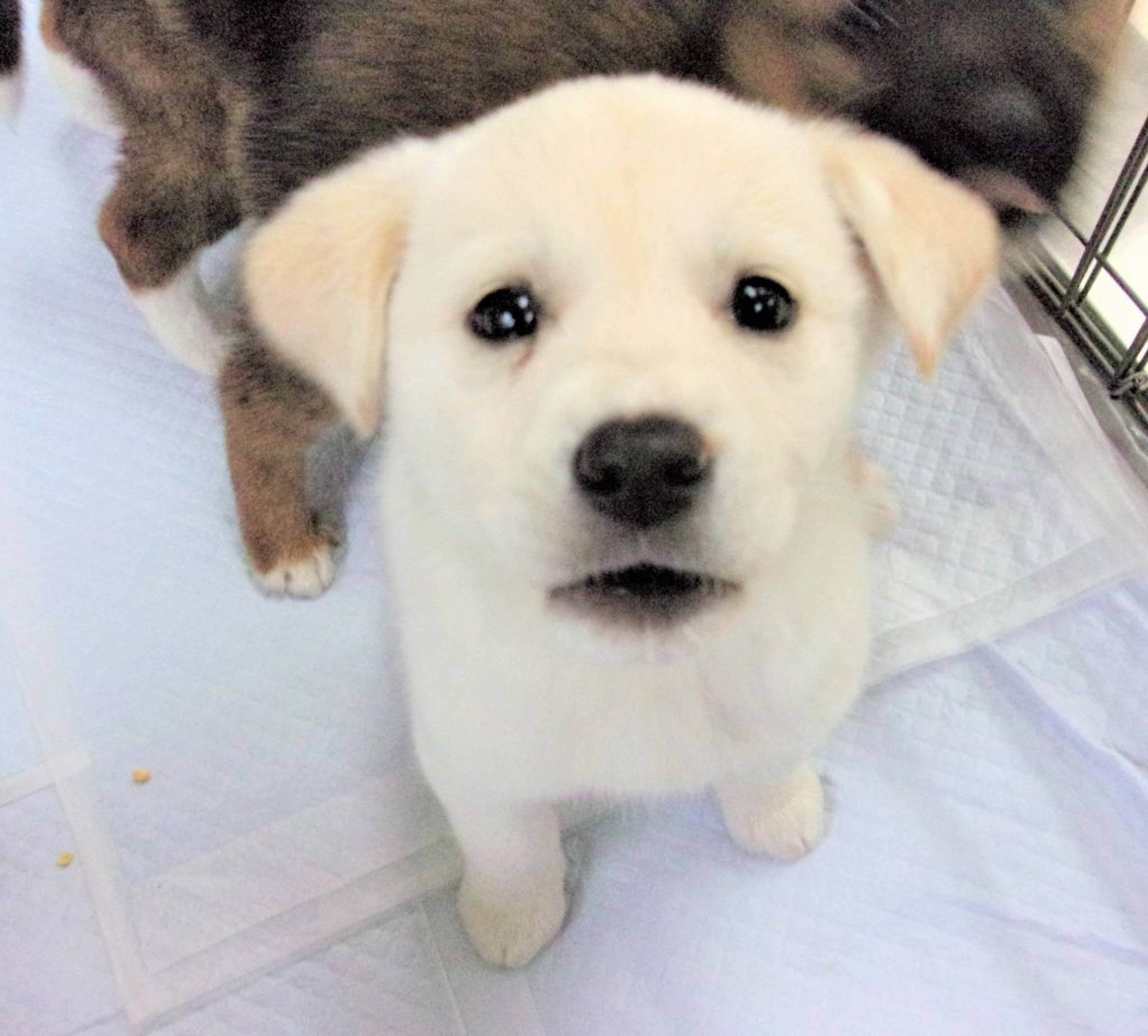 雑種（ミックス犬）・メスの里親募集の写真
