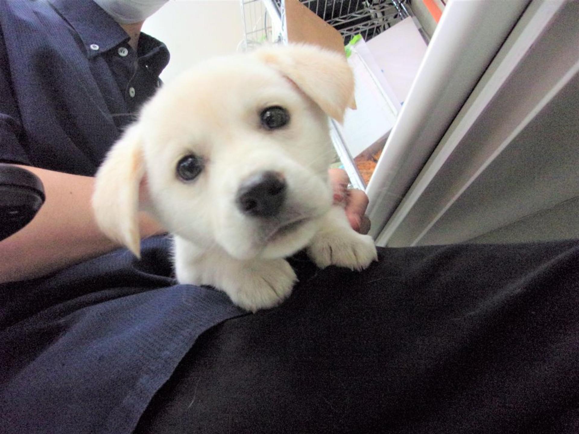 pet-image-3