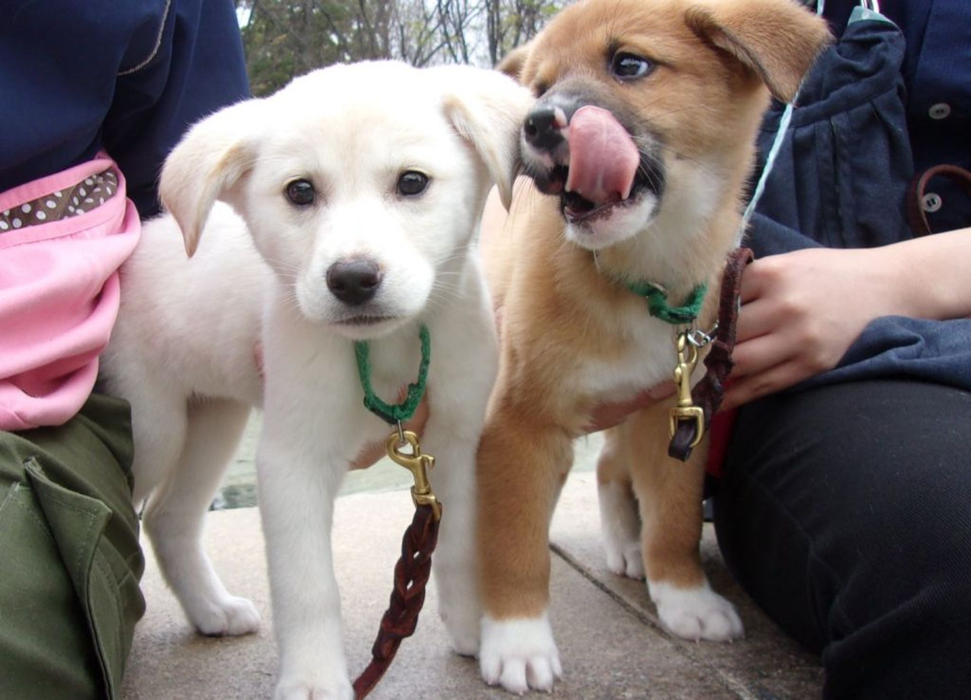 雑種（ミックス犬）・メスの里親募集の写真