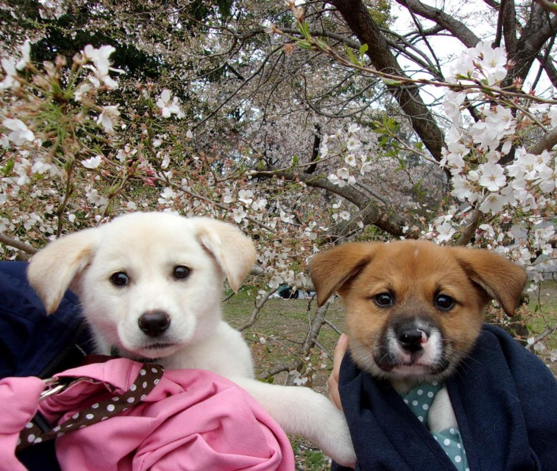 pet-image-4