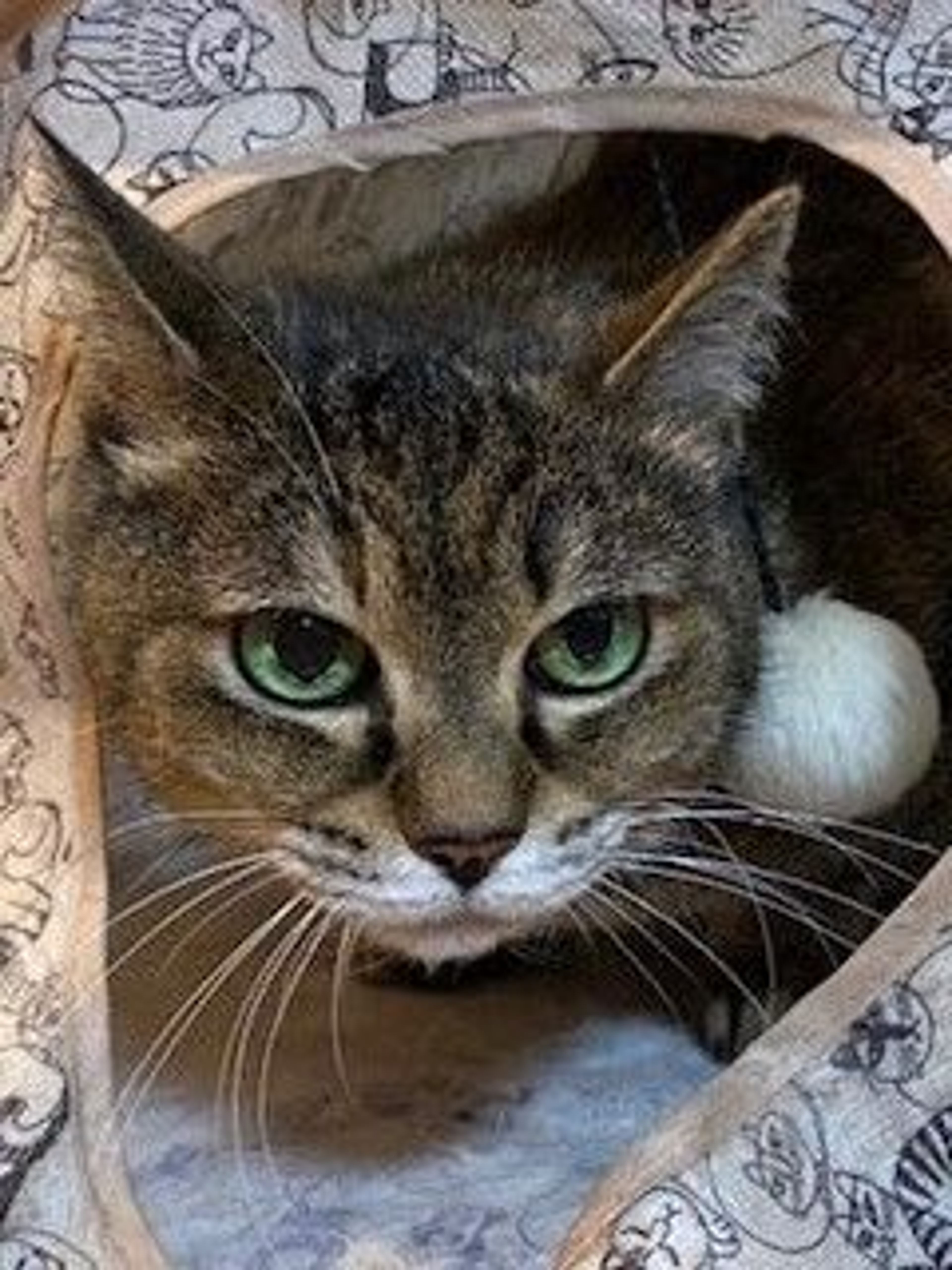 雑種（ミックス猫）・メスの里親募集の写真