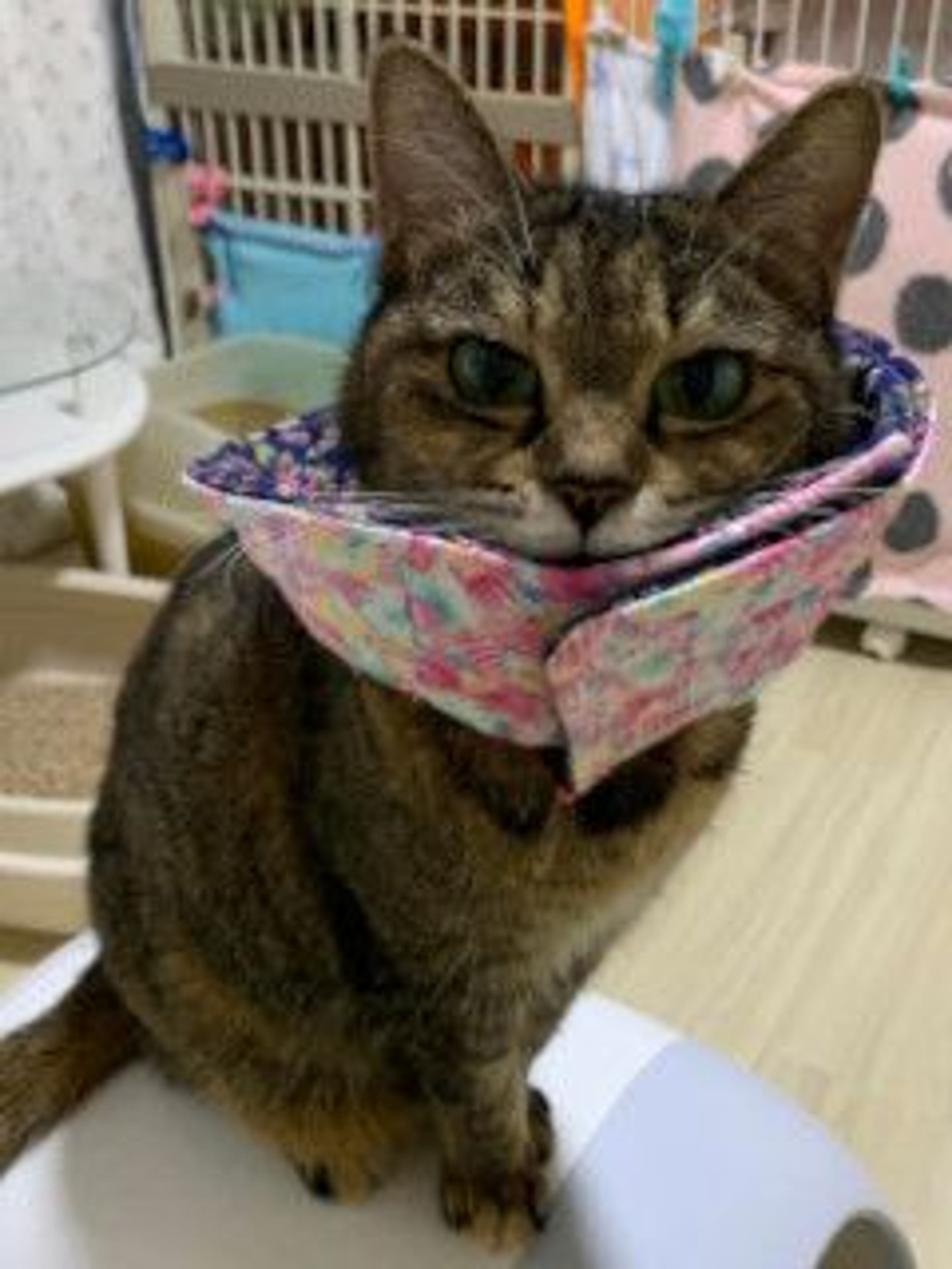 pet-image-2