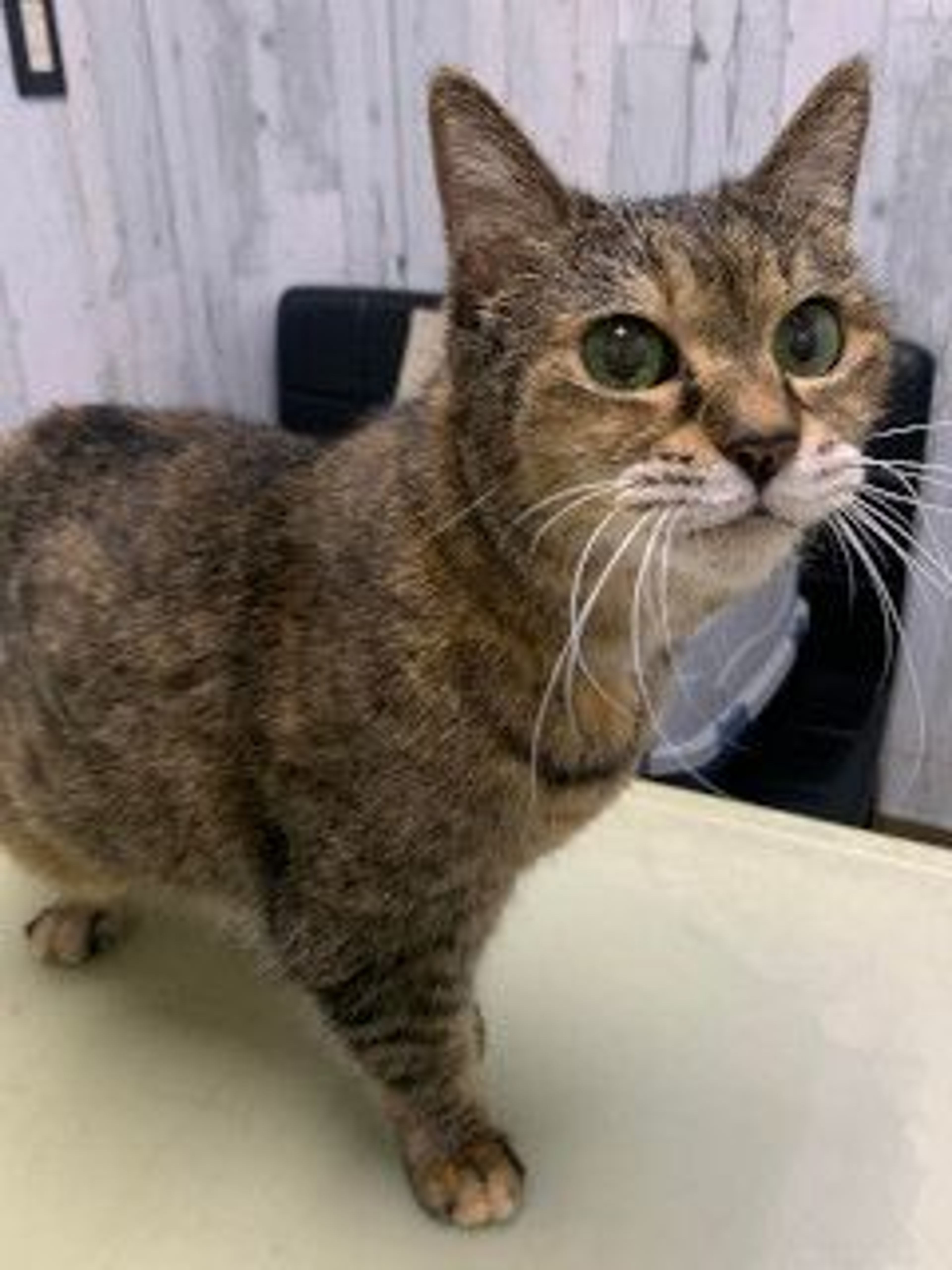 pet-image-3