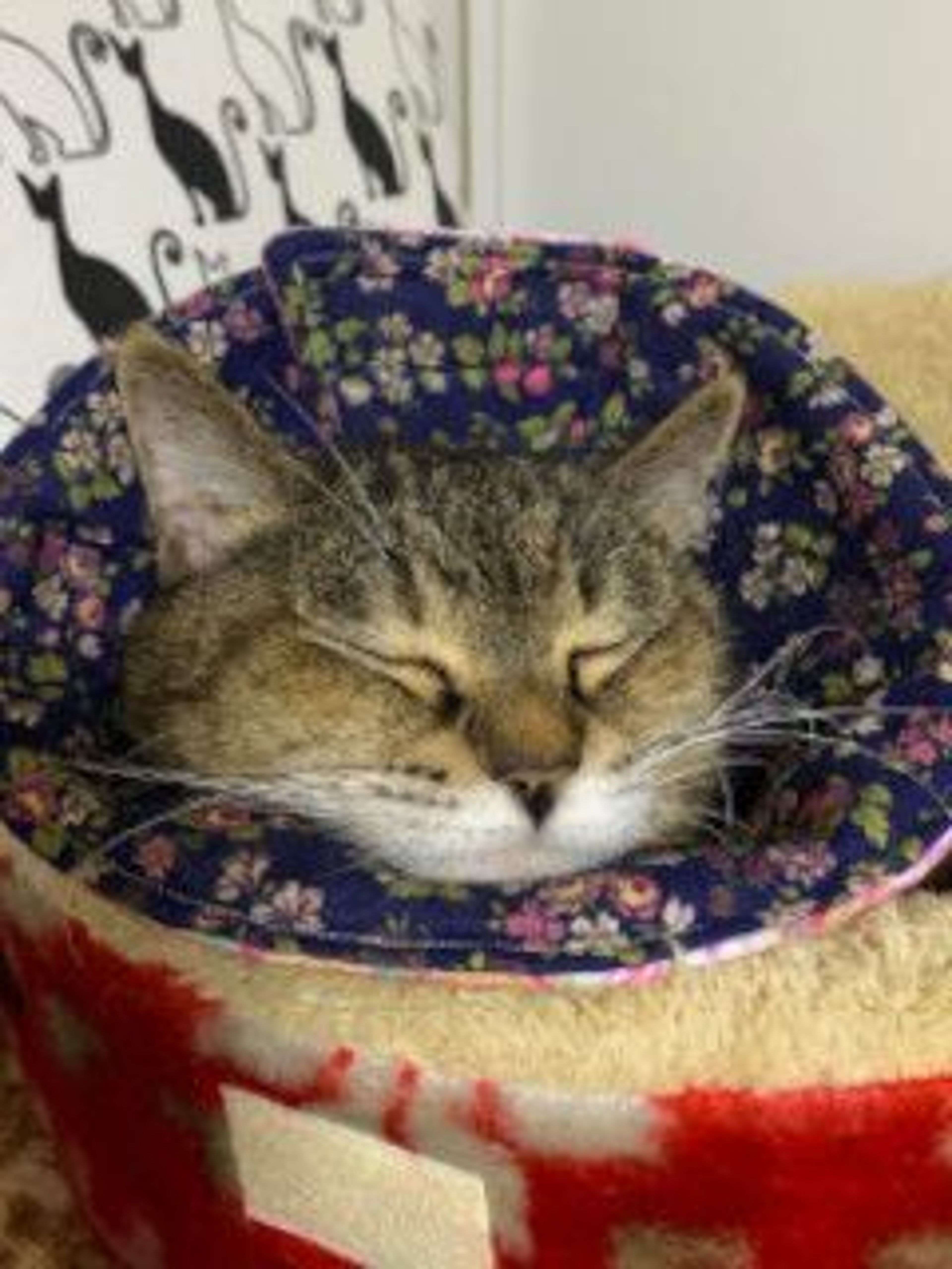 pet-image-4