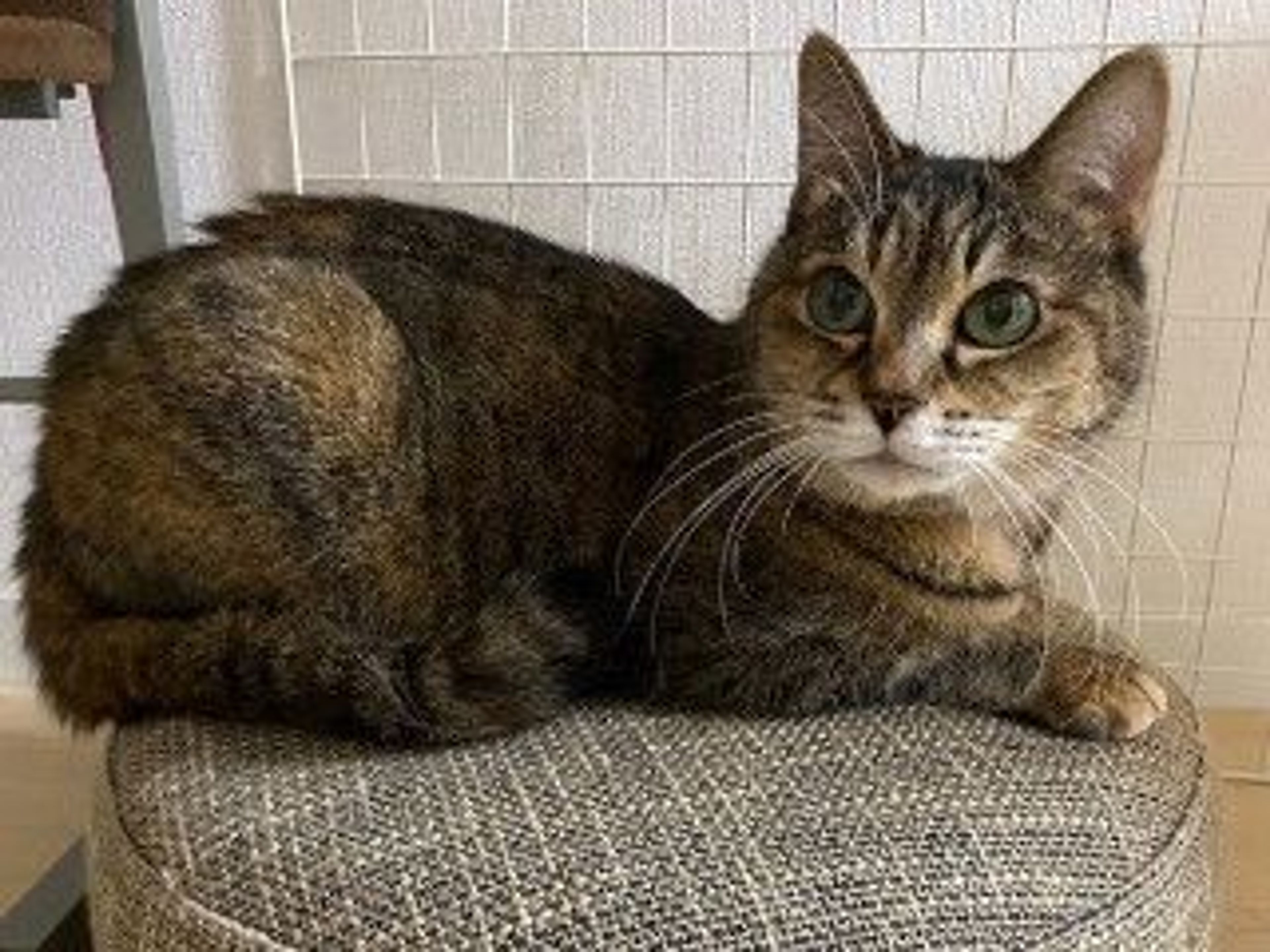 pet-image-5