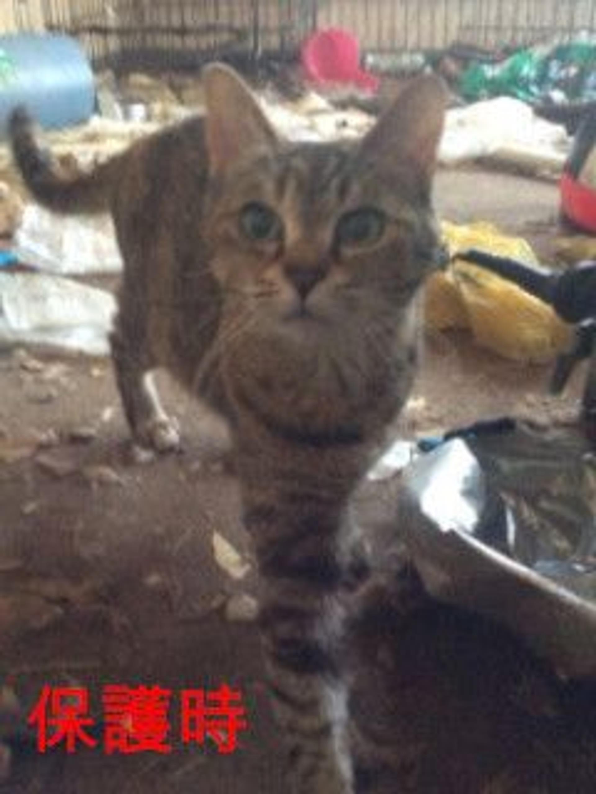 pet-image-6