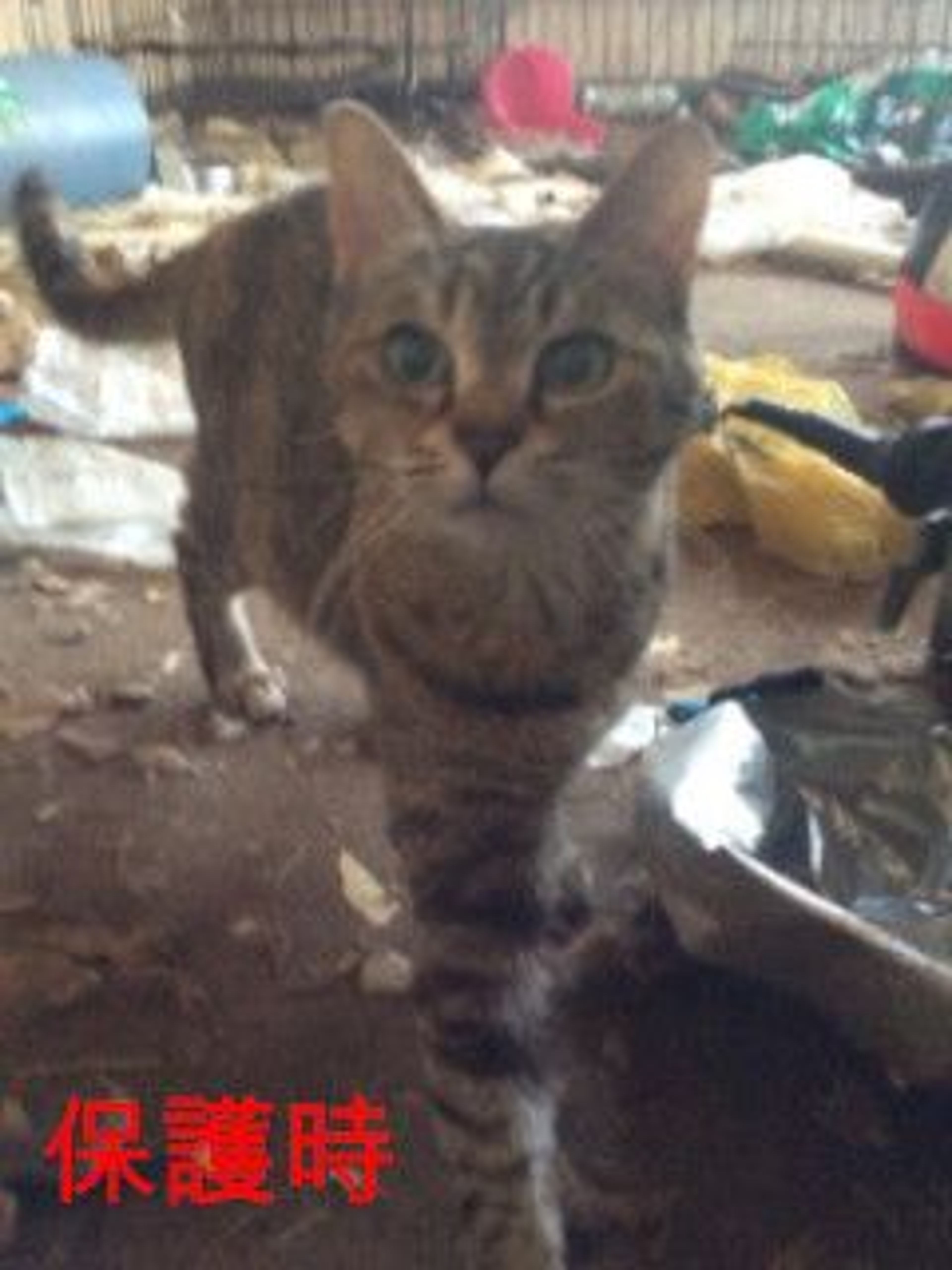 pet-image-6