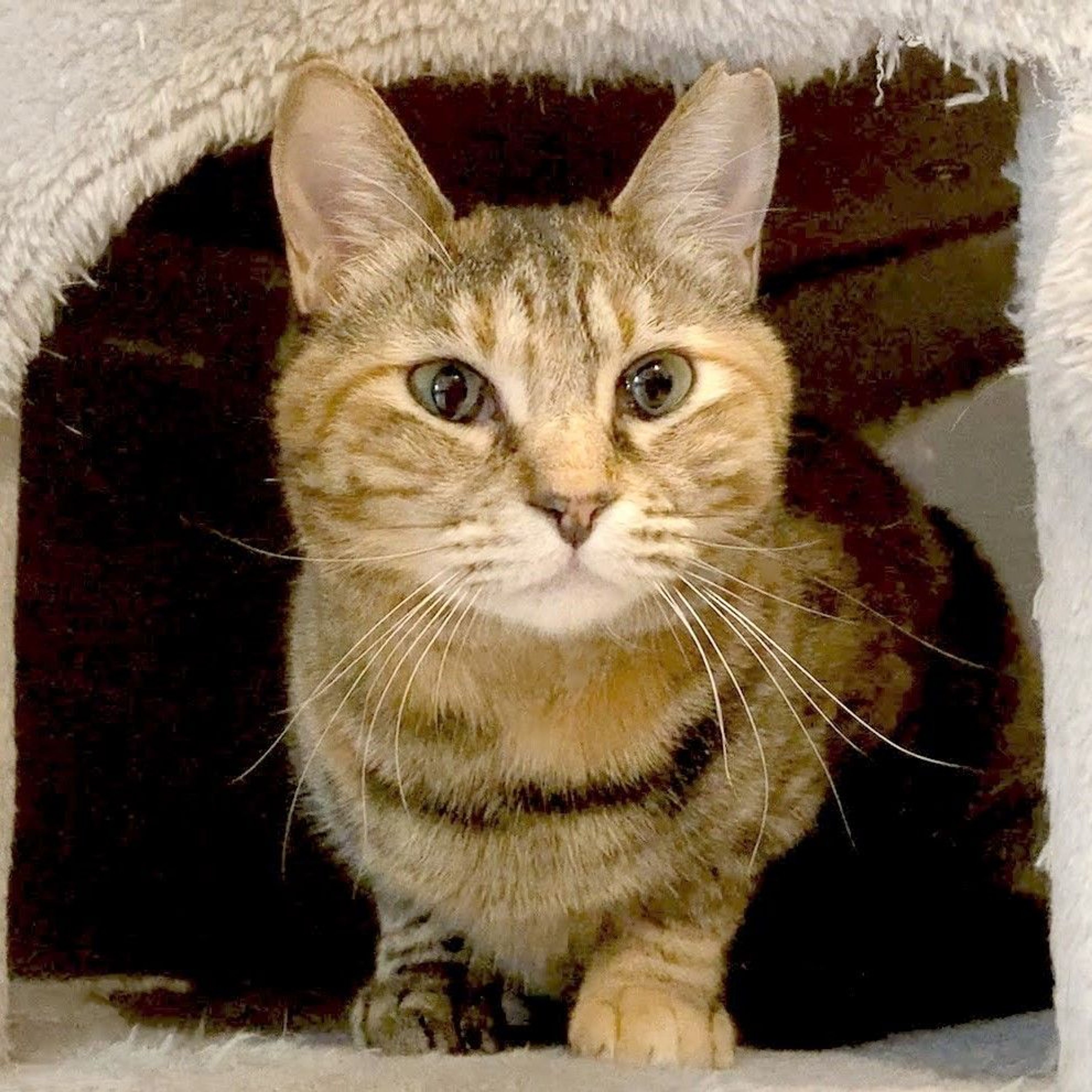 雑種（ミックス猫）・メスの里親募集の写真