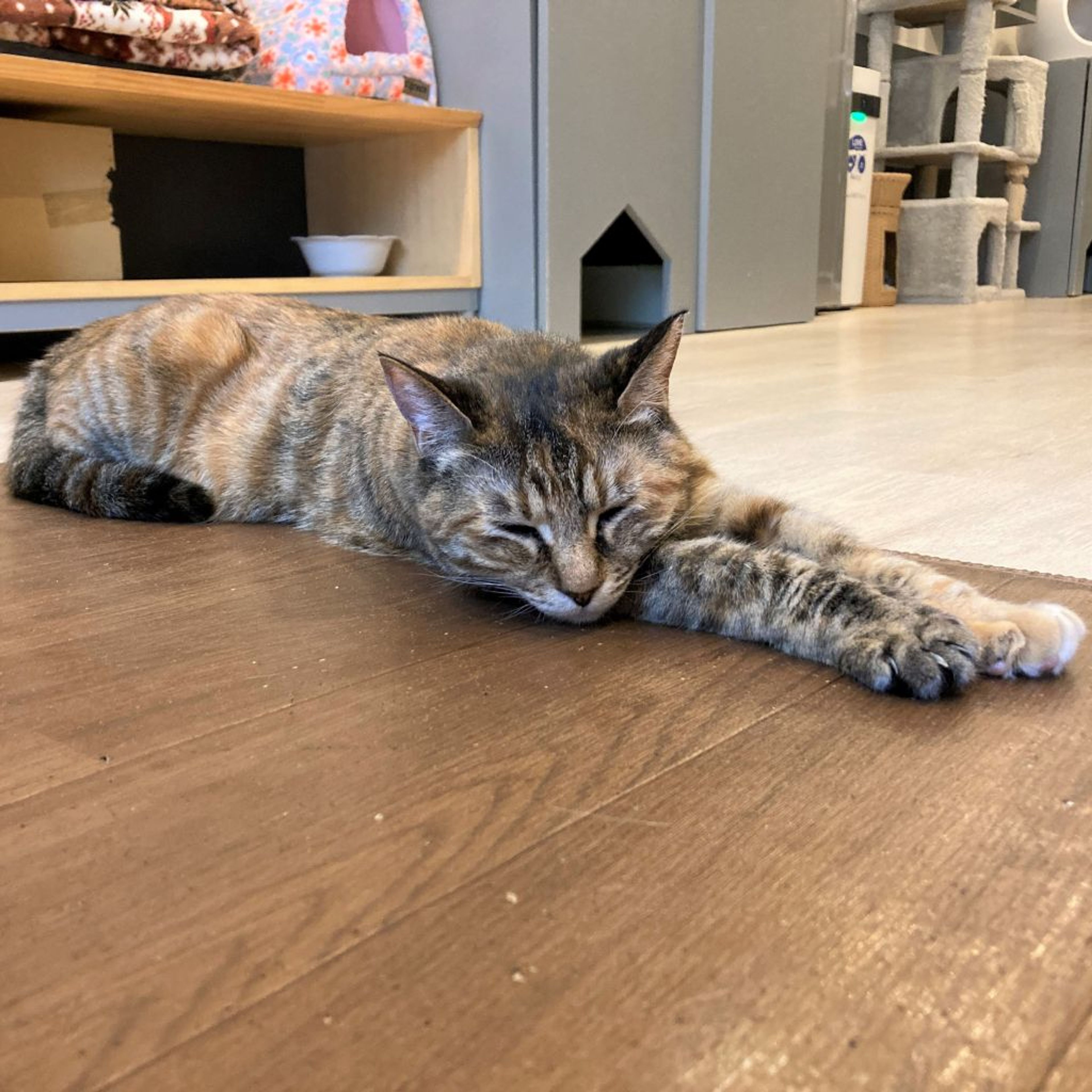 pet-image-2