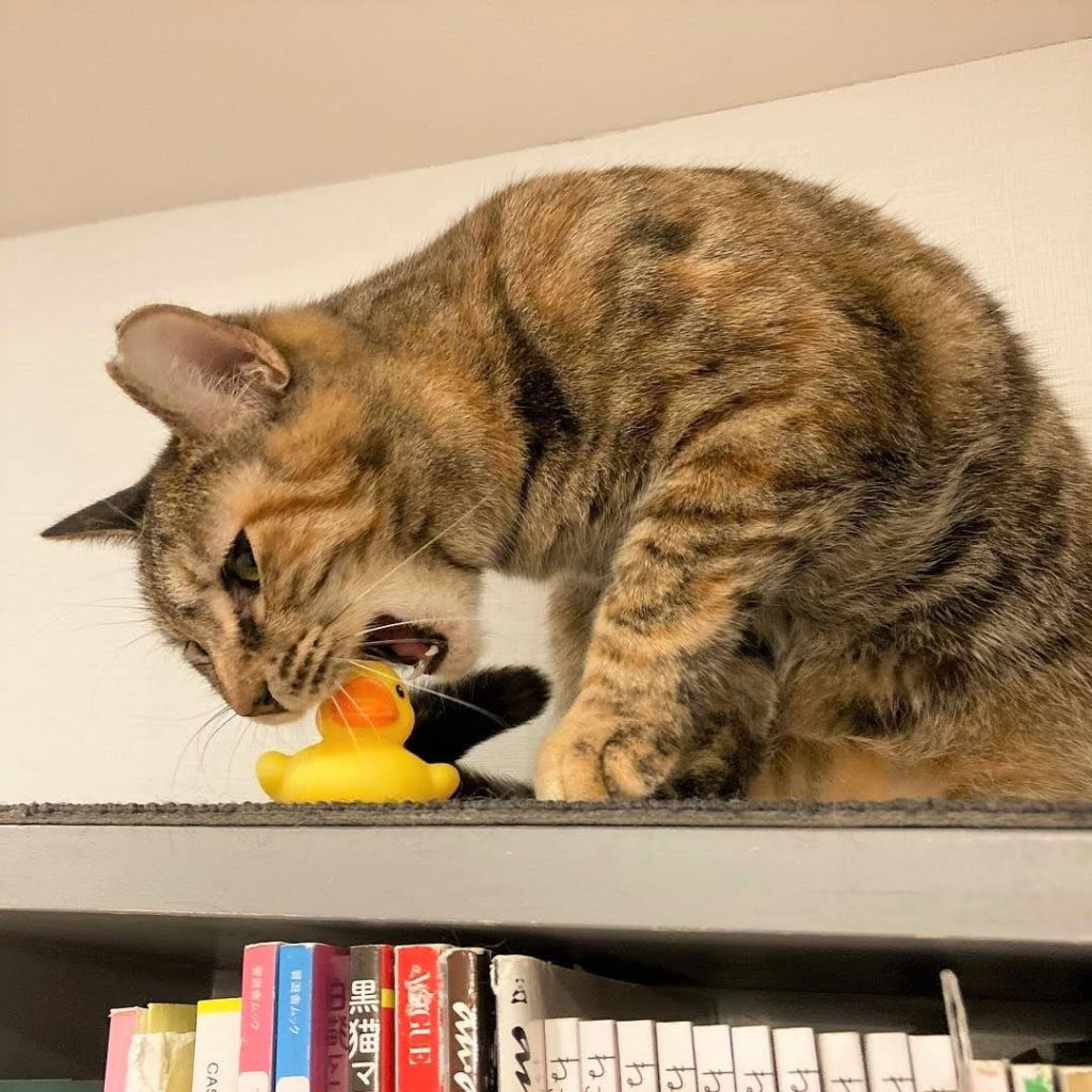 pet-image-3
