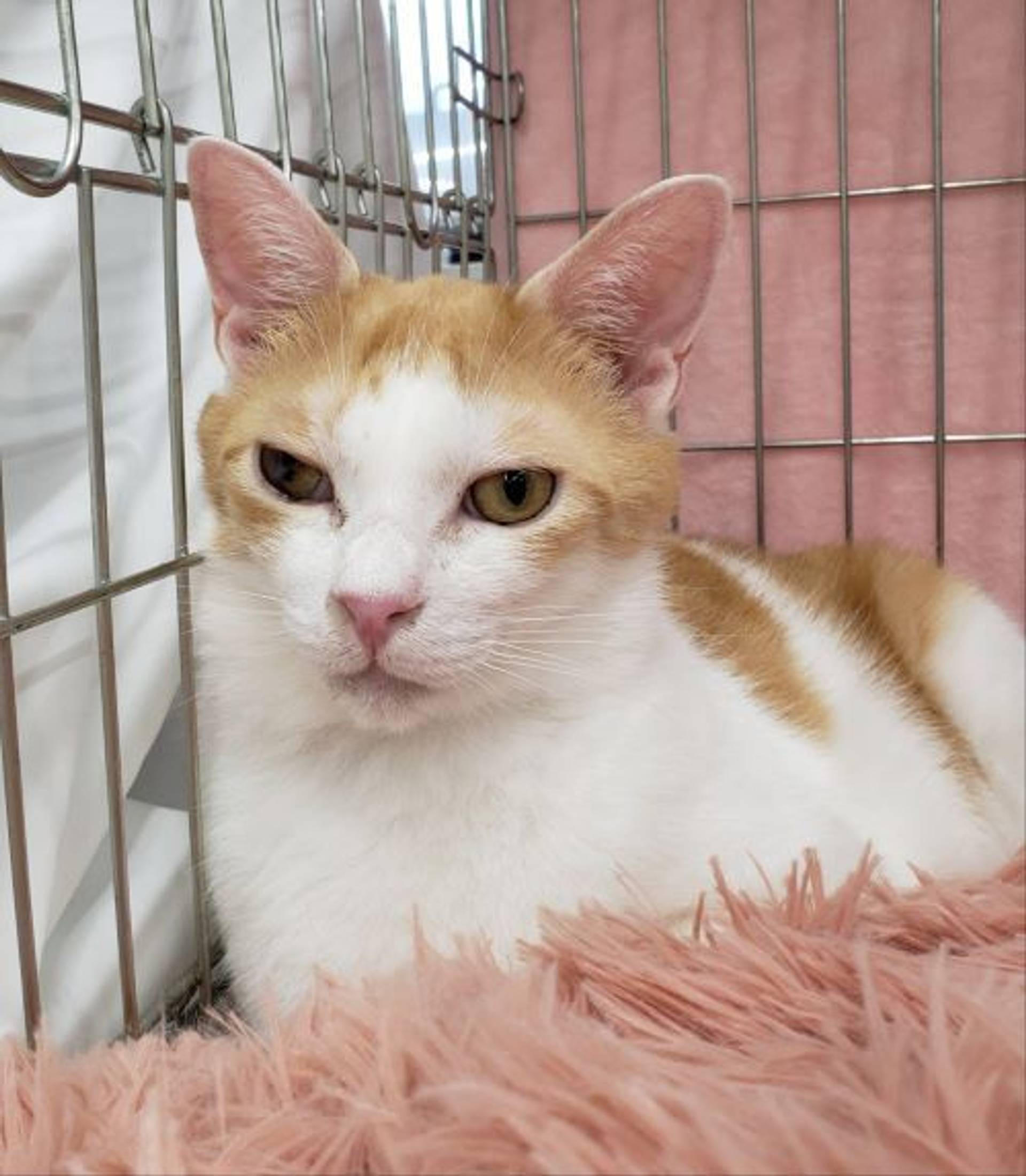 雑種（ミックス猫）・オスの里親募集の写真