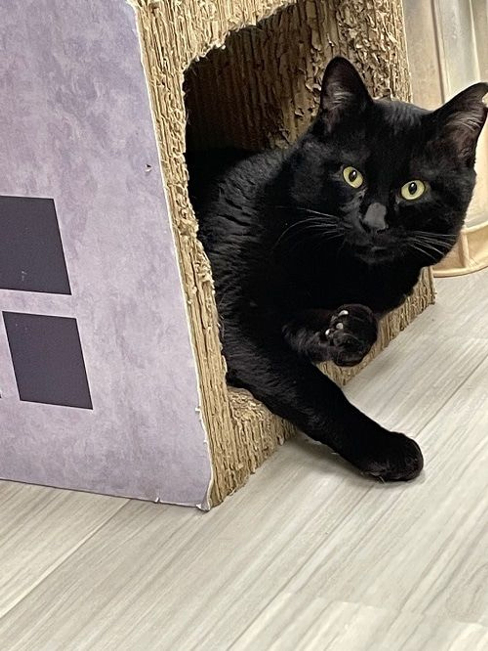 雑種（ミックス猫）・オスの里親募集の写真