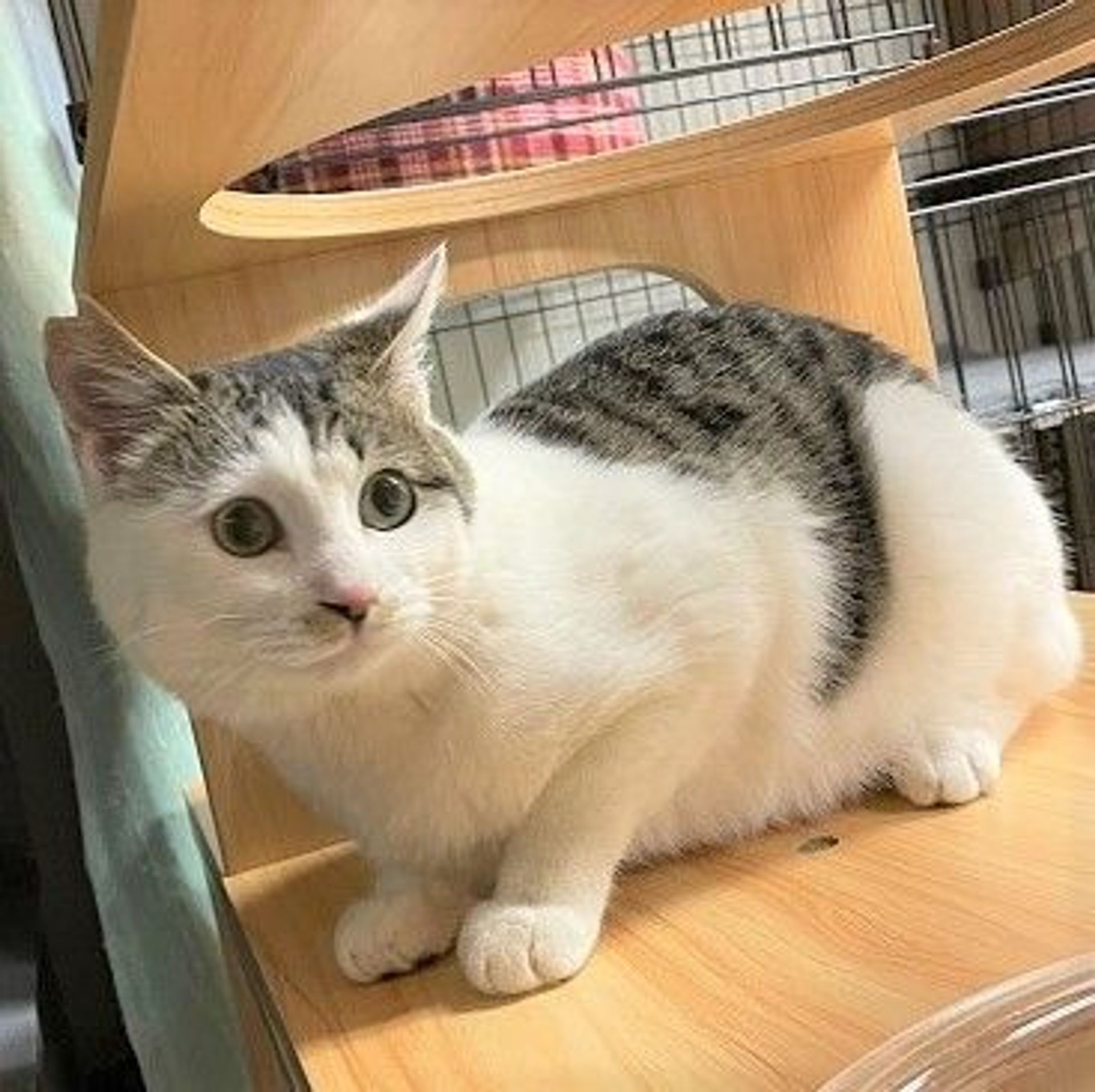 雑種（ミックス猫）・オスの里親募集の写真