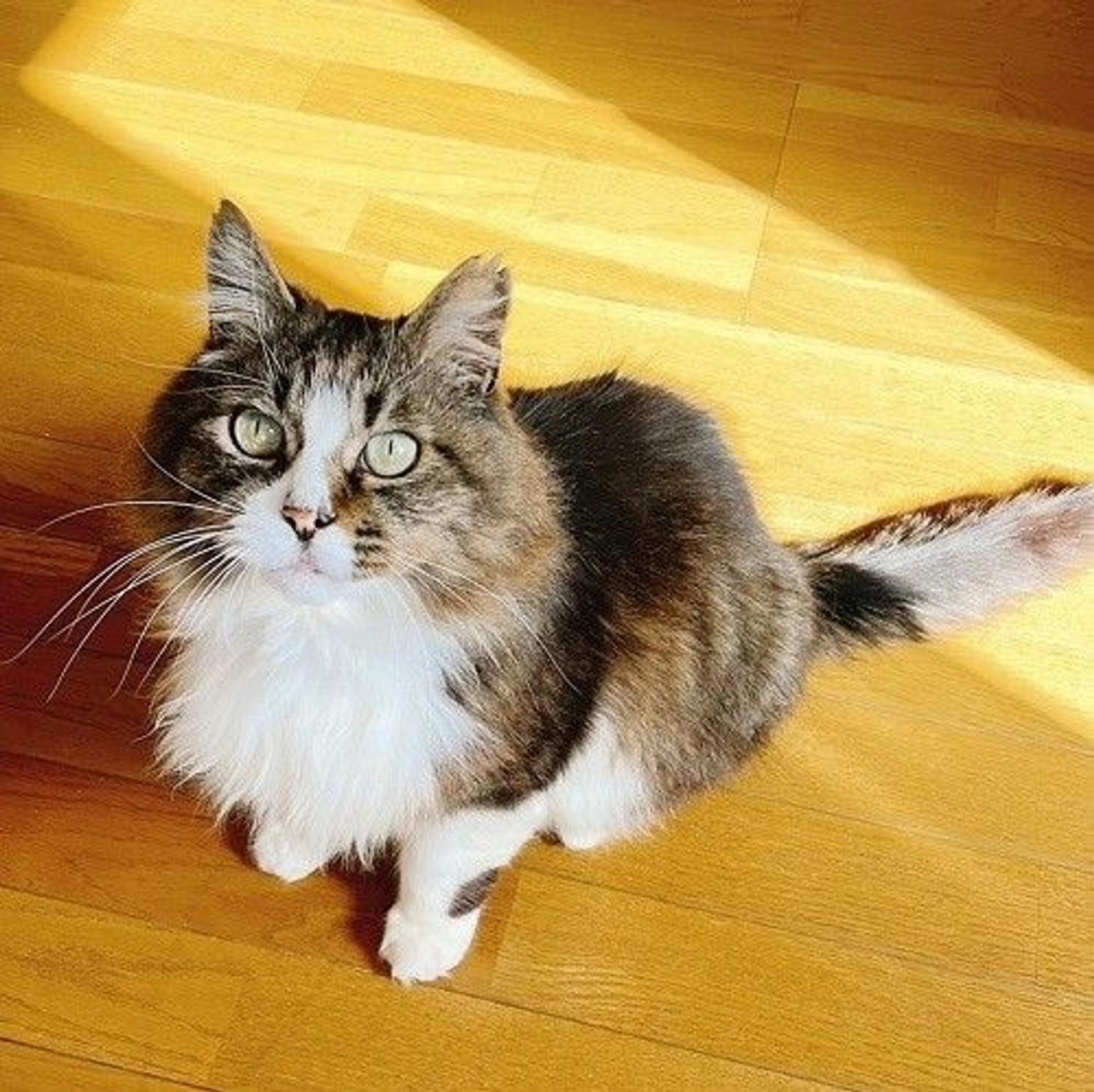 pet-image-2