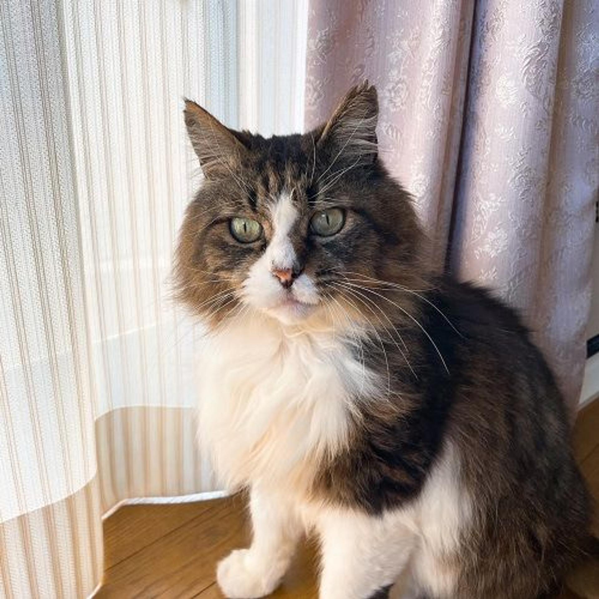 pet-image-3