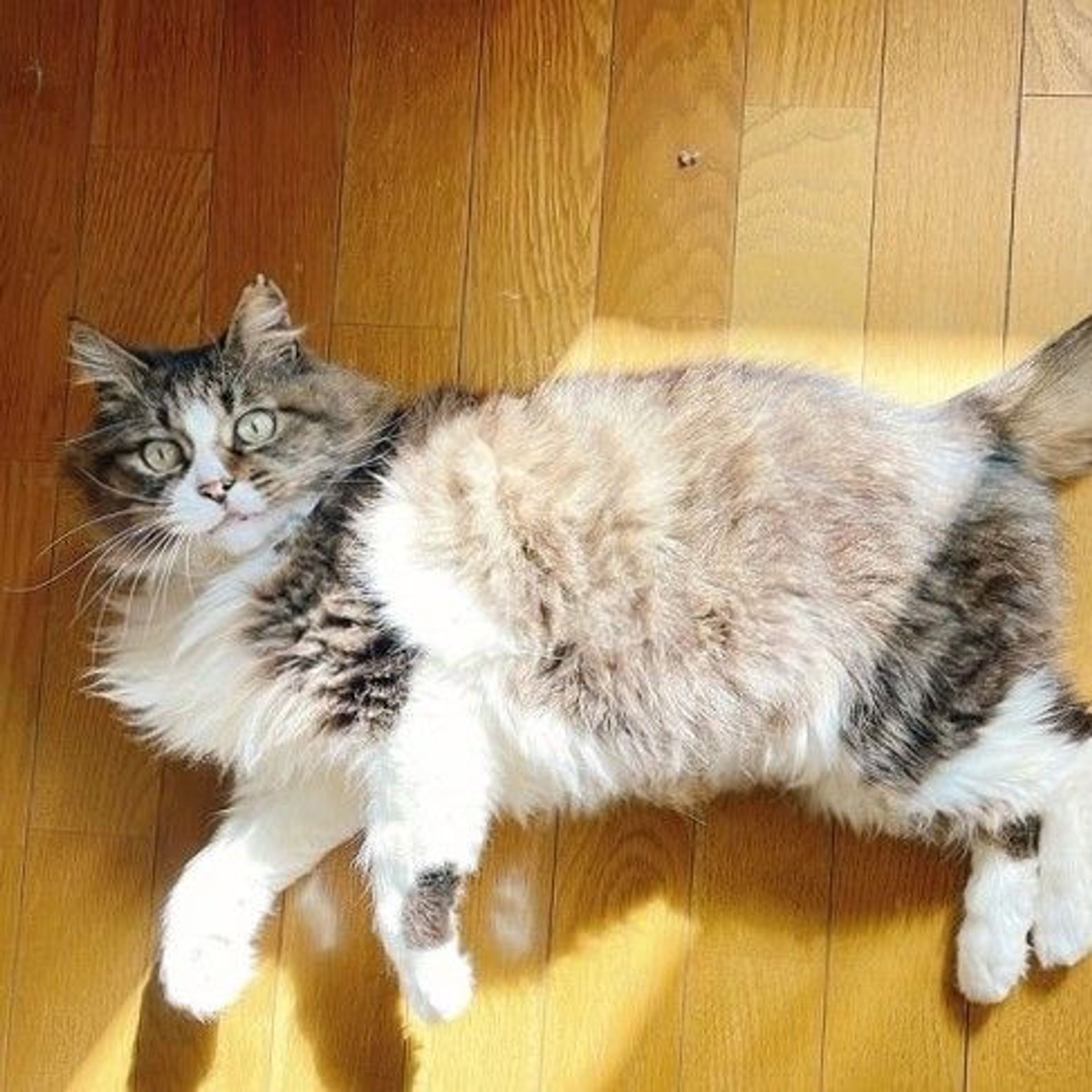 雑種（ミックス猫）・オスの里親募集の写真