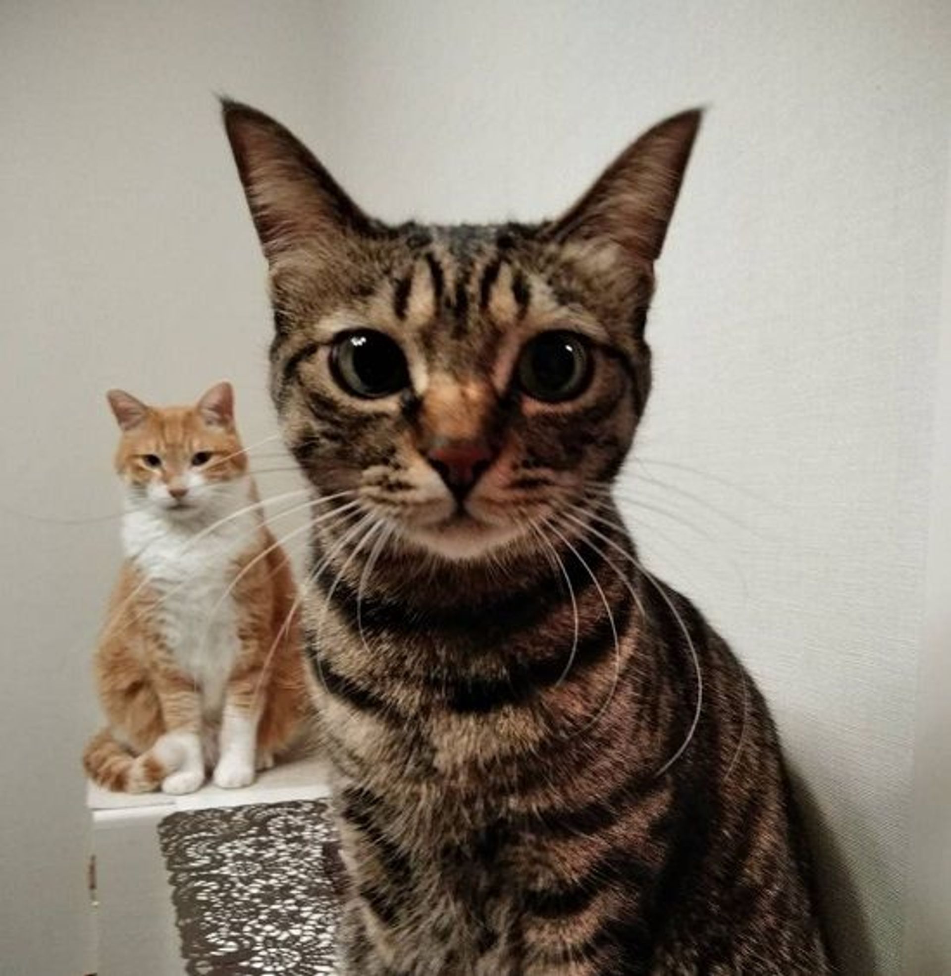 雑種（ミックス猫）・メスの里親募集の写真
