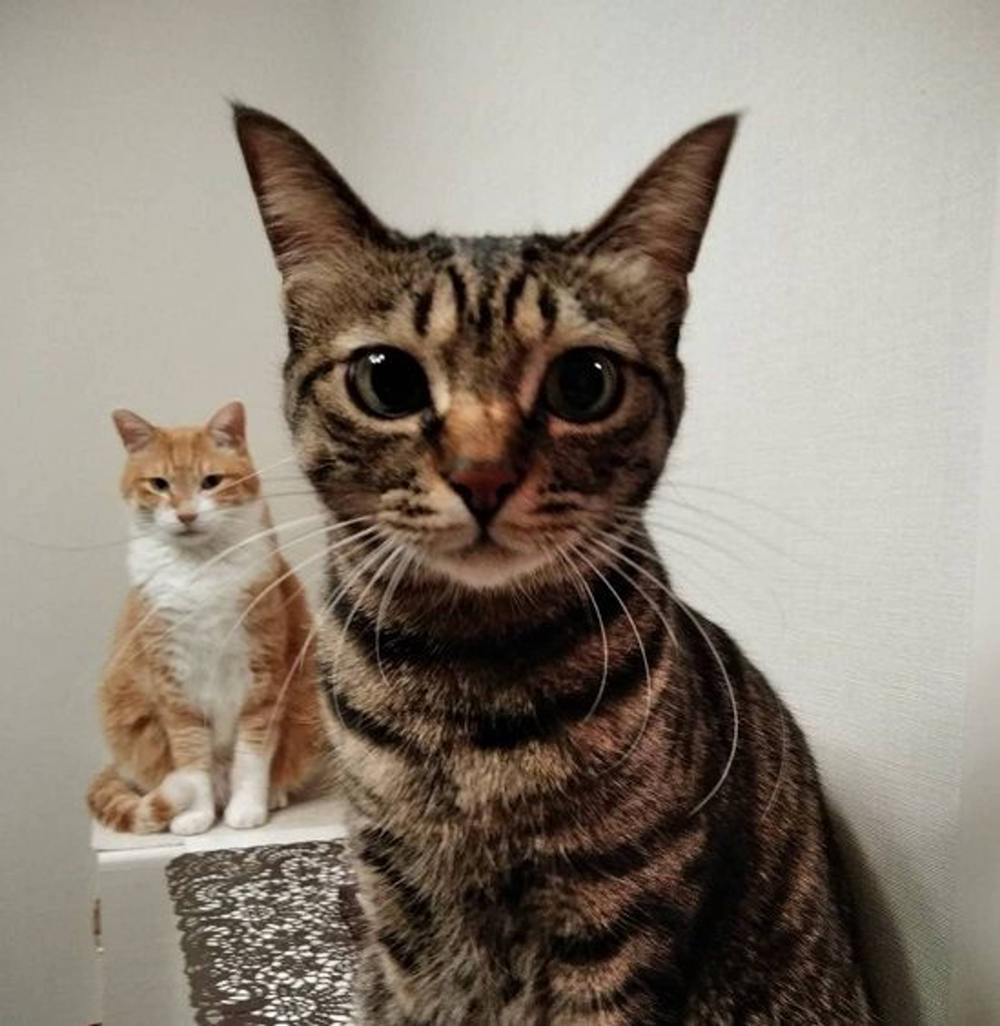 雑種（ミックス猫）・メスの里親募集の写真