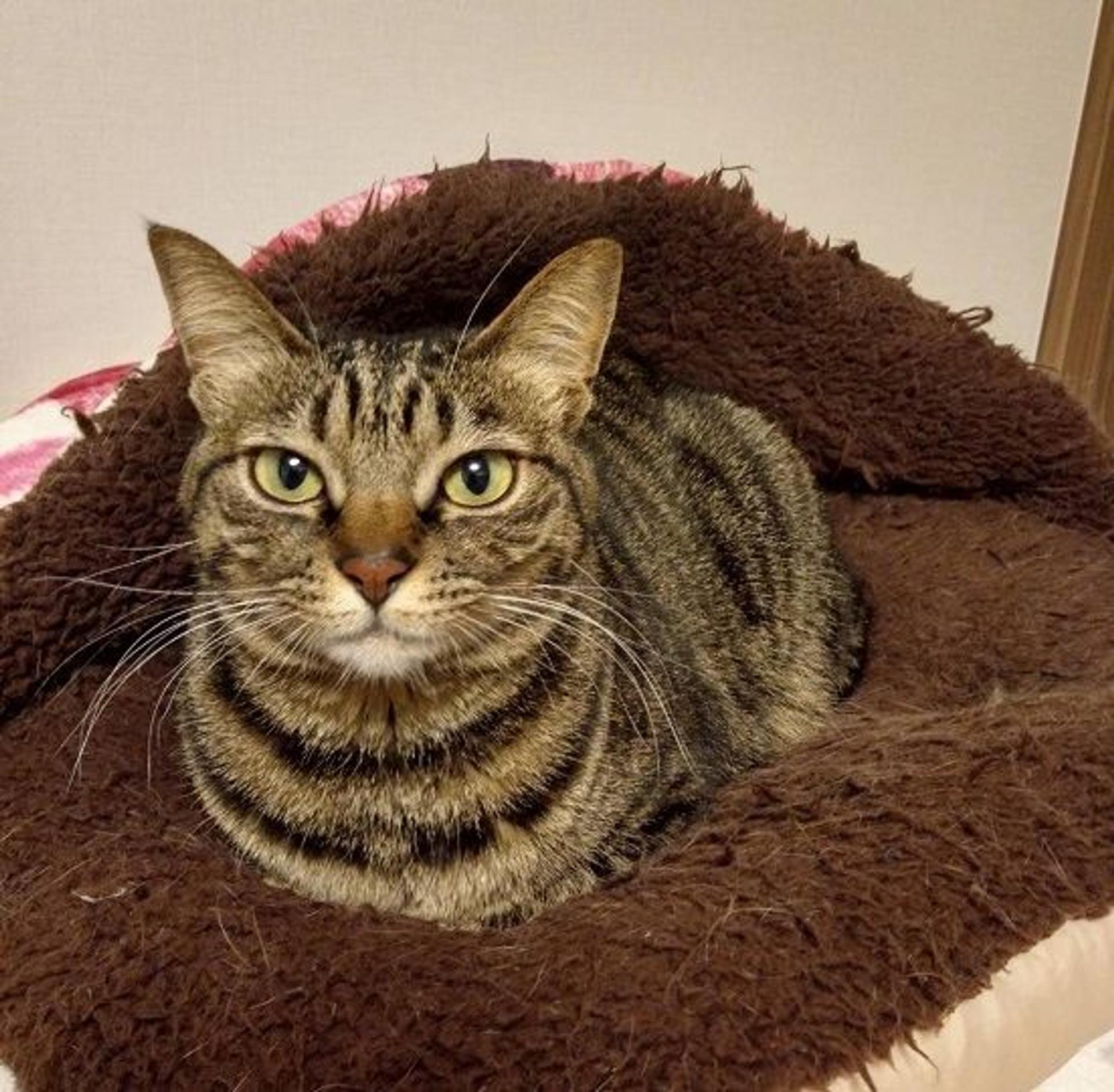 pet-image-2
