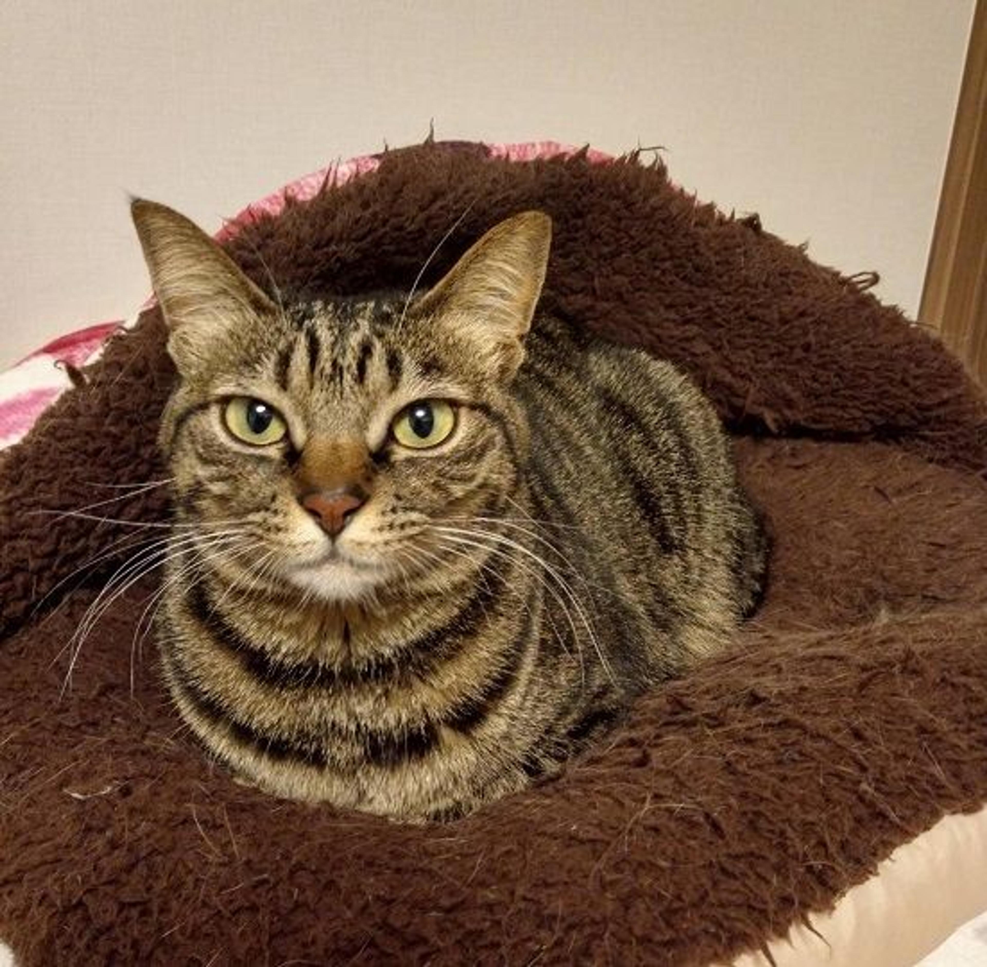 pet-image-2