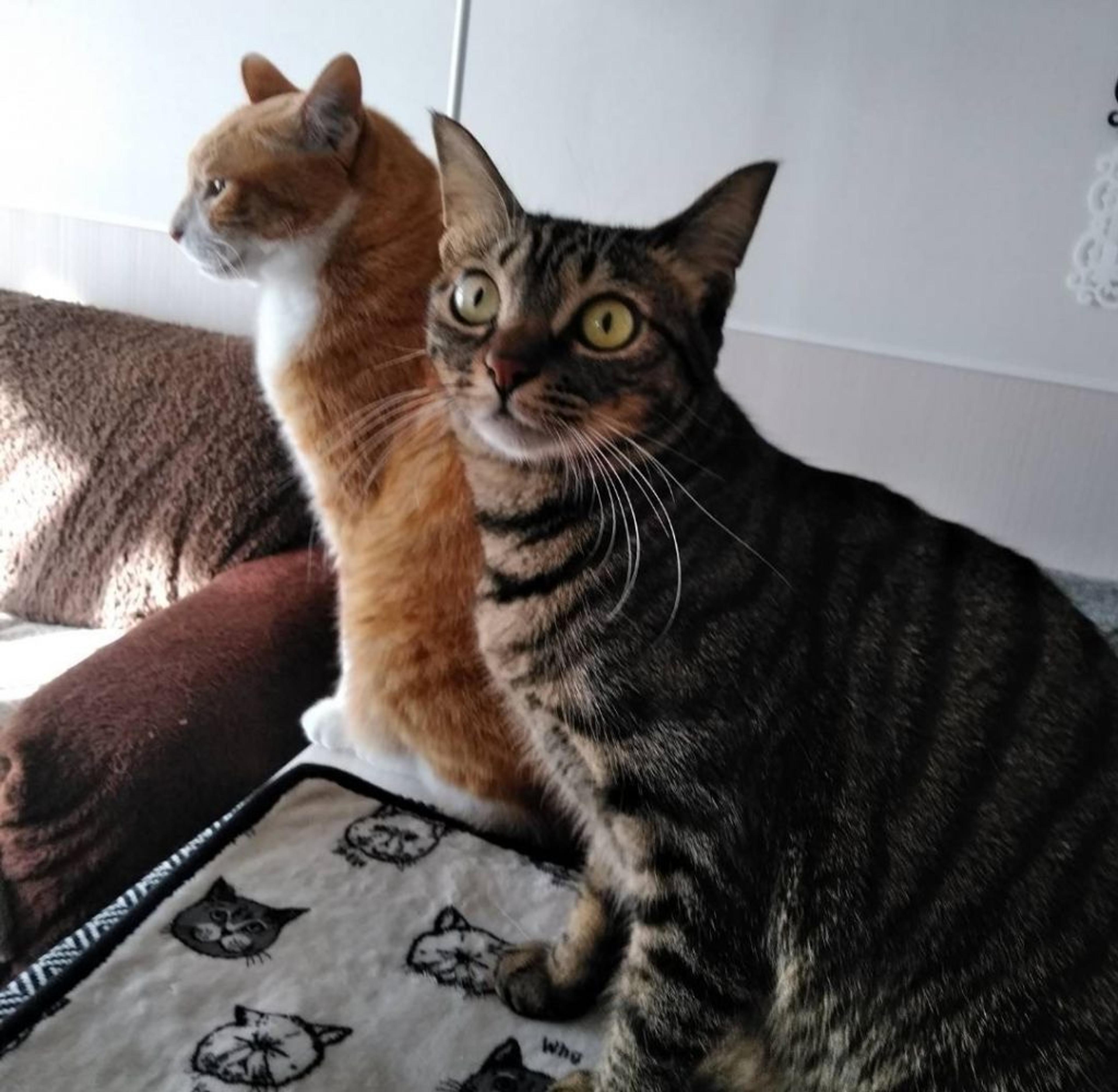 pet-image-4