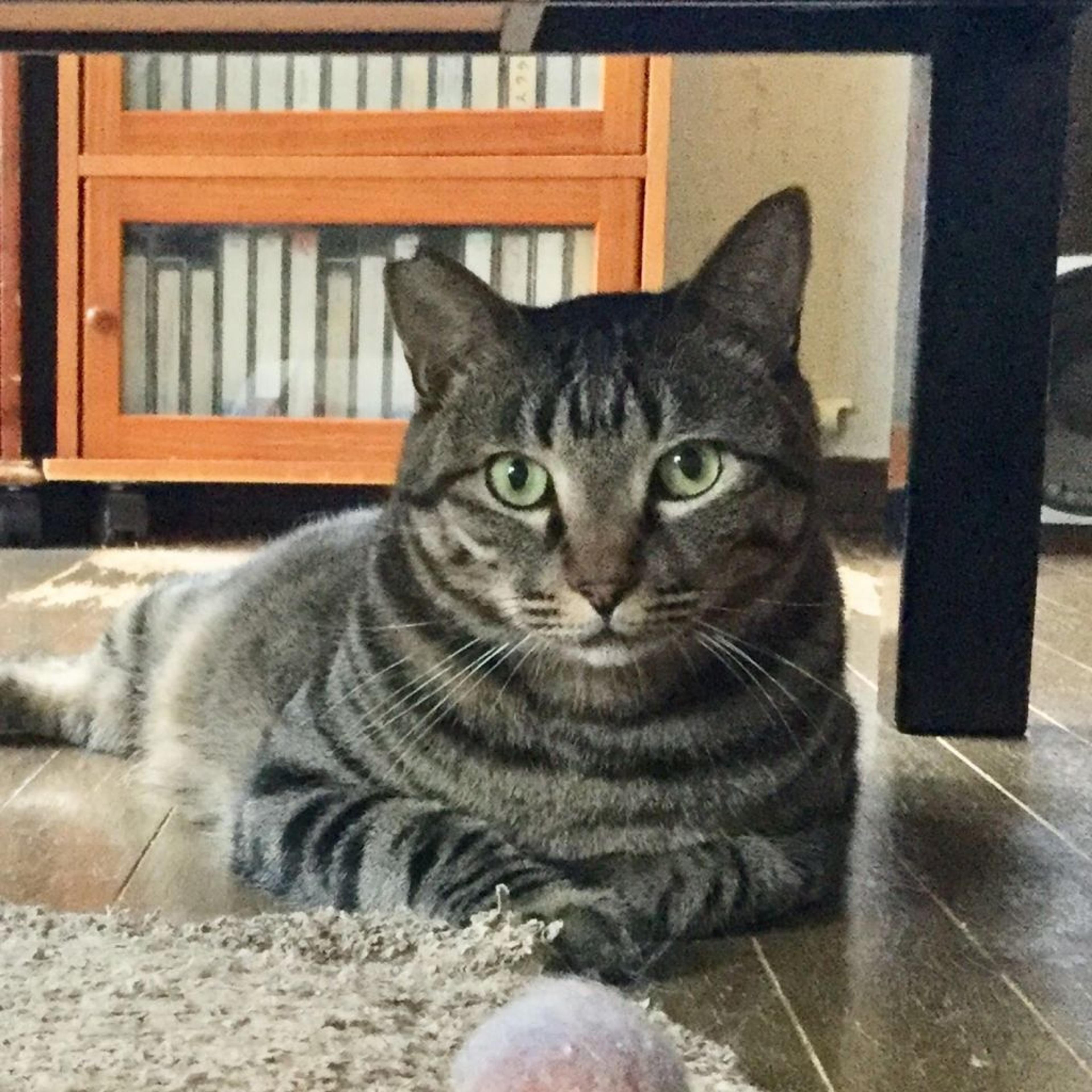 pet-image-2