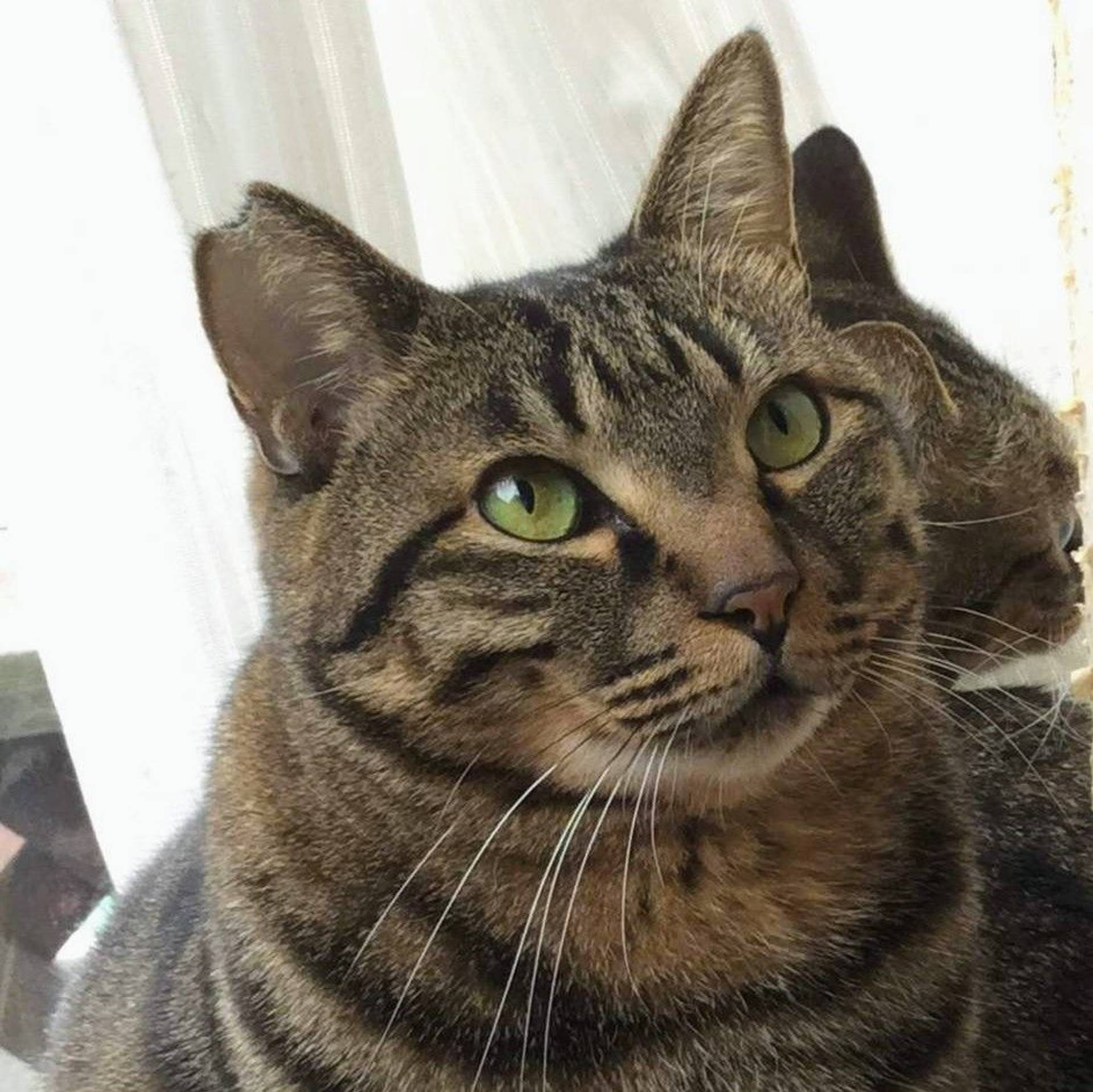 雑種（ミックス猫）・オスの里親募集の写真