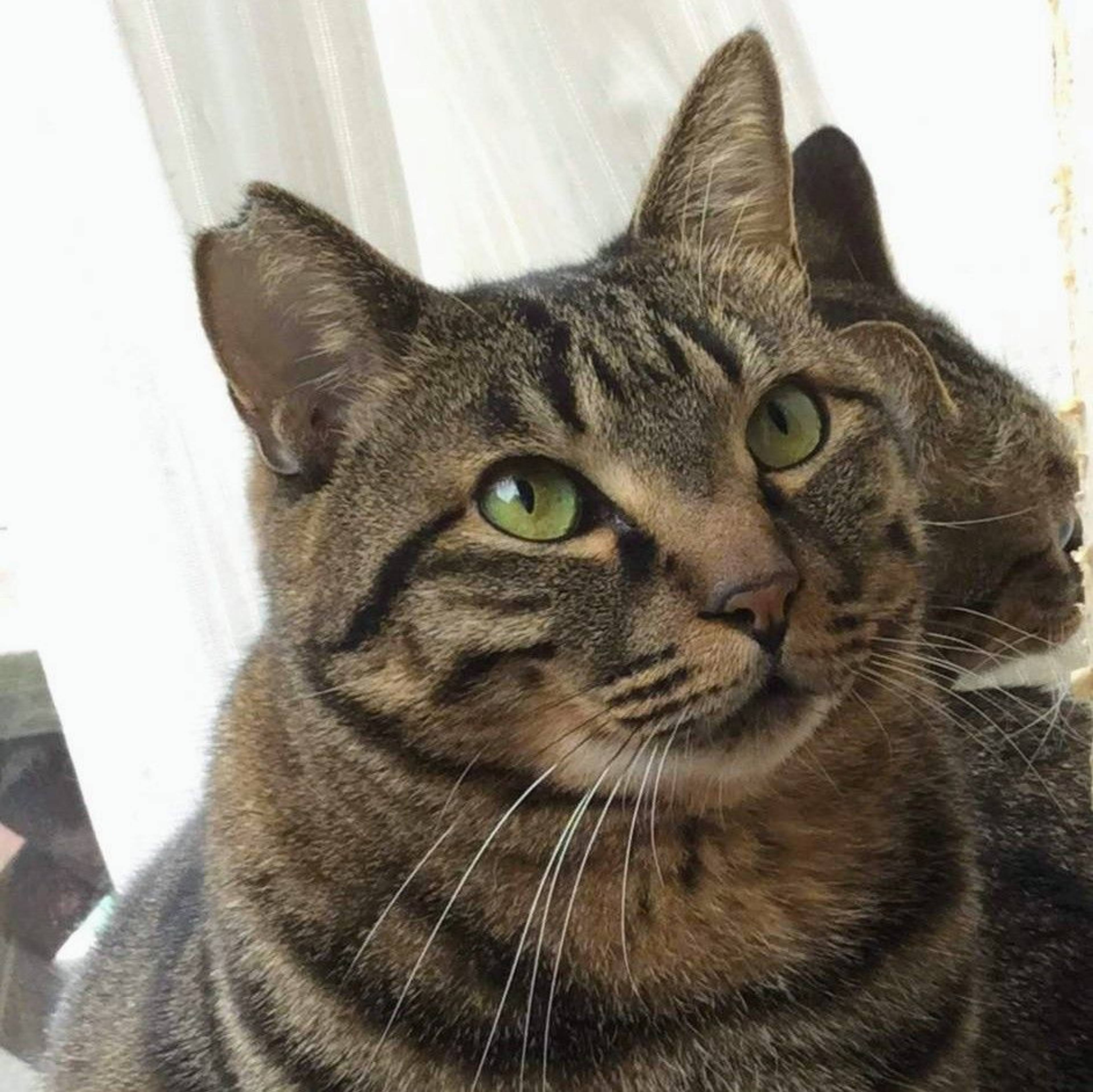 雑種（ミックス猫）・オスの里親募集の写真