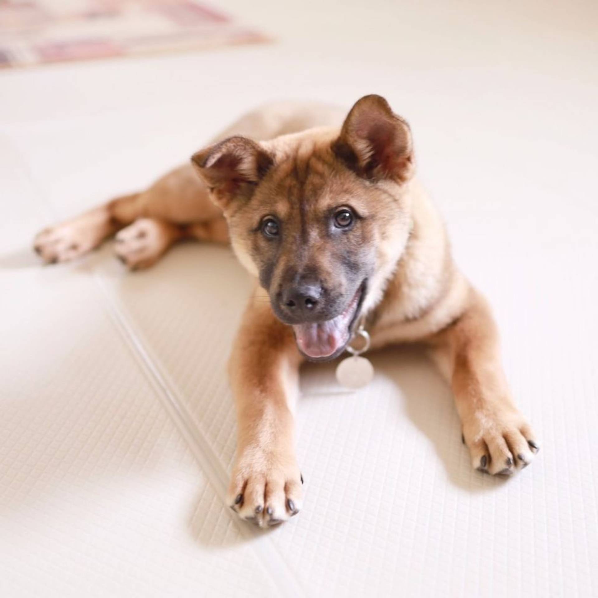 雑種（ミックス犬）・オスの里親募集の写真