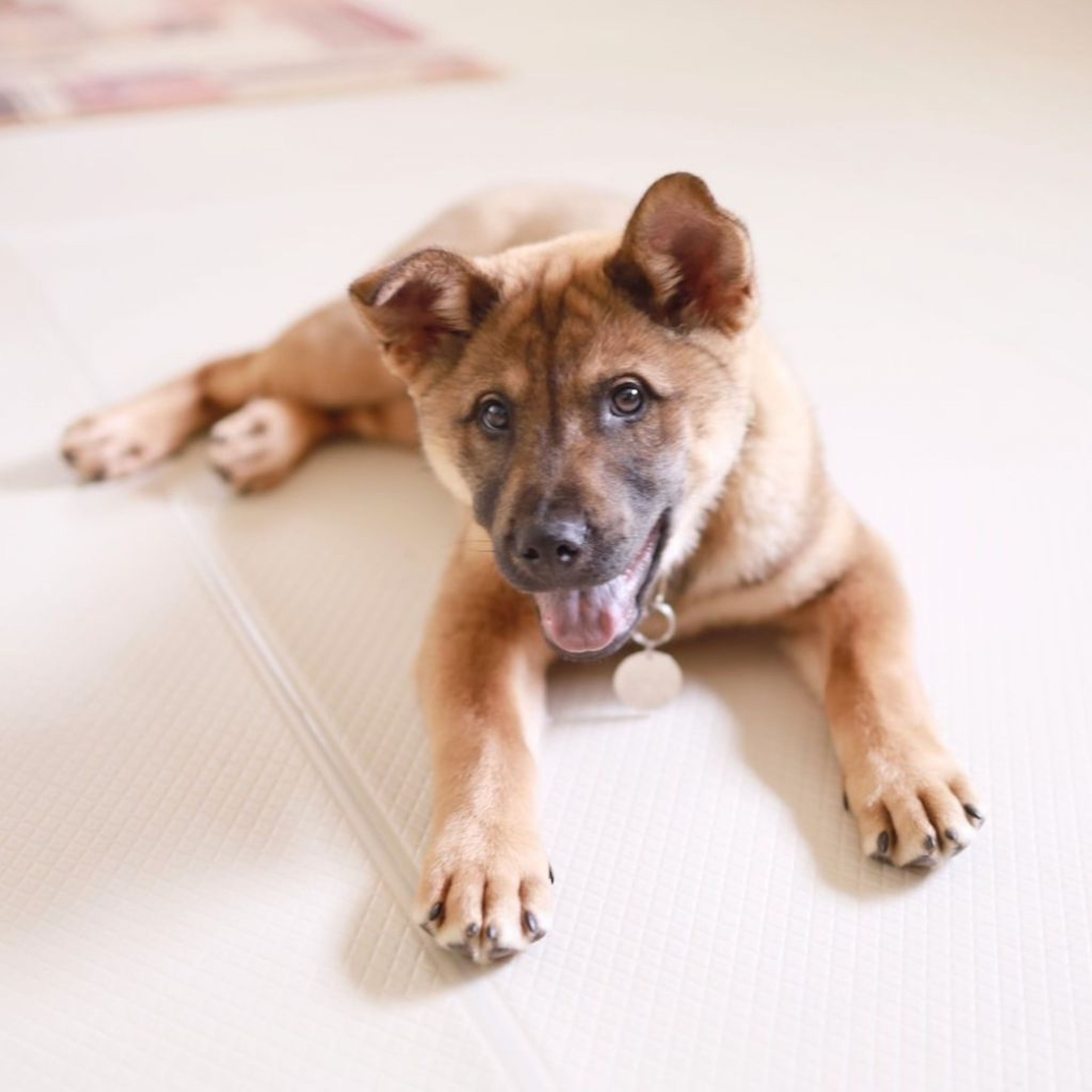 雑種（ミックス犬）・オスの里親募集の写真
