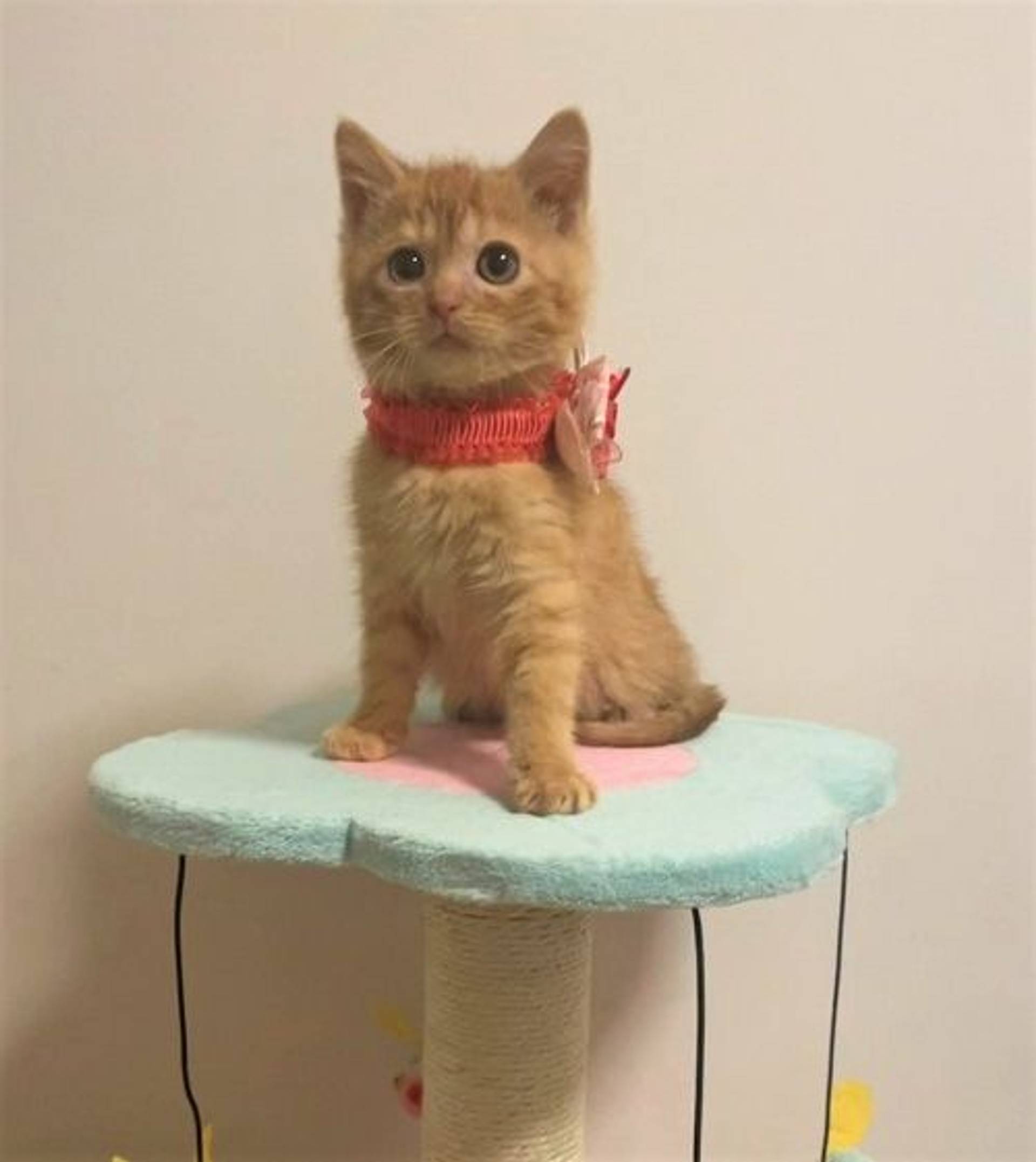 雑種（ミックス猫）・オスの里親募集の写真