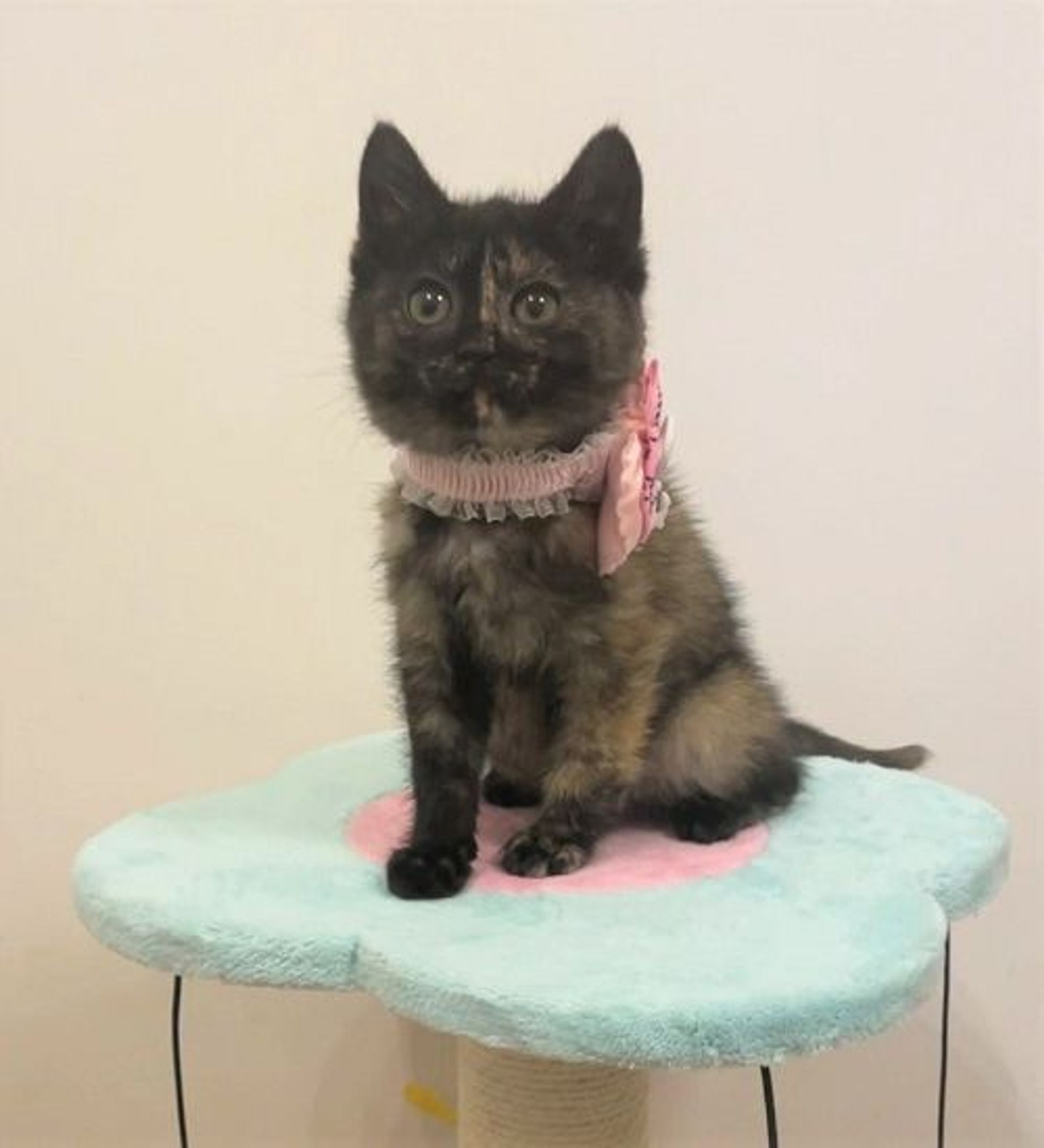 雑種（ミックス猫）・メスの里親募集の写真
