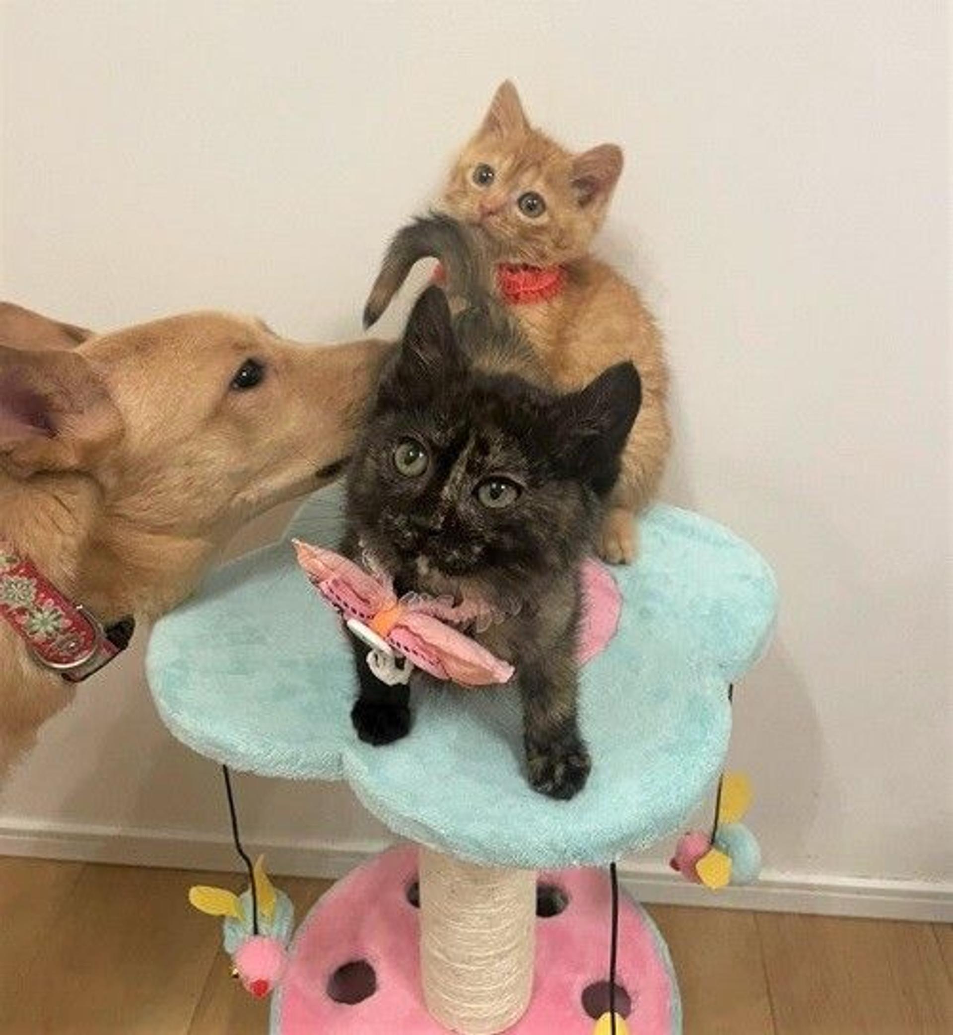 pet-image-2