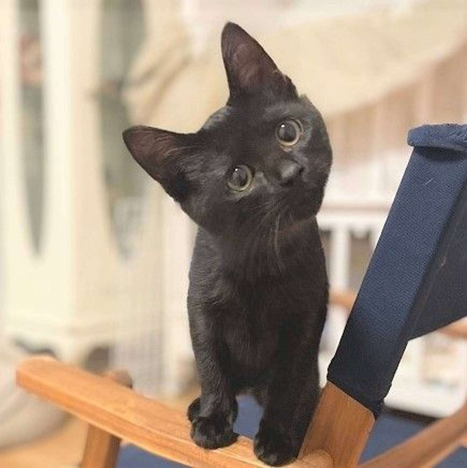 雑種（ミックス猫）・メスの里親募集の写真