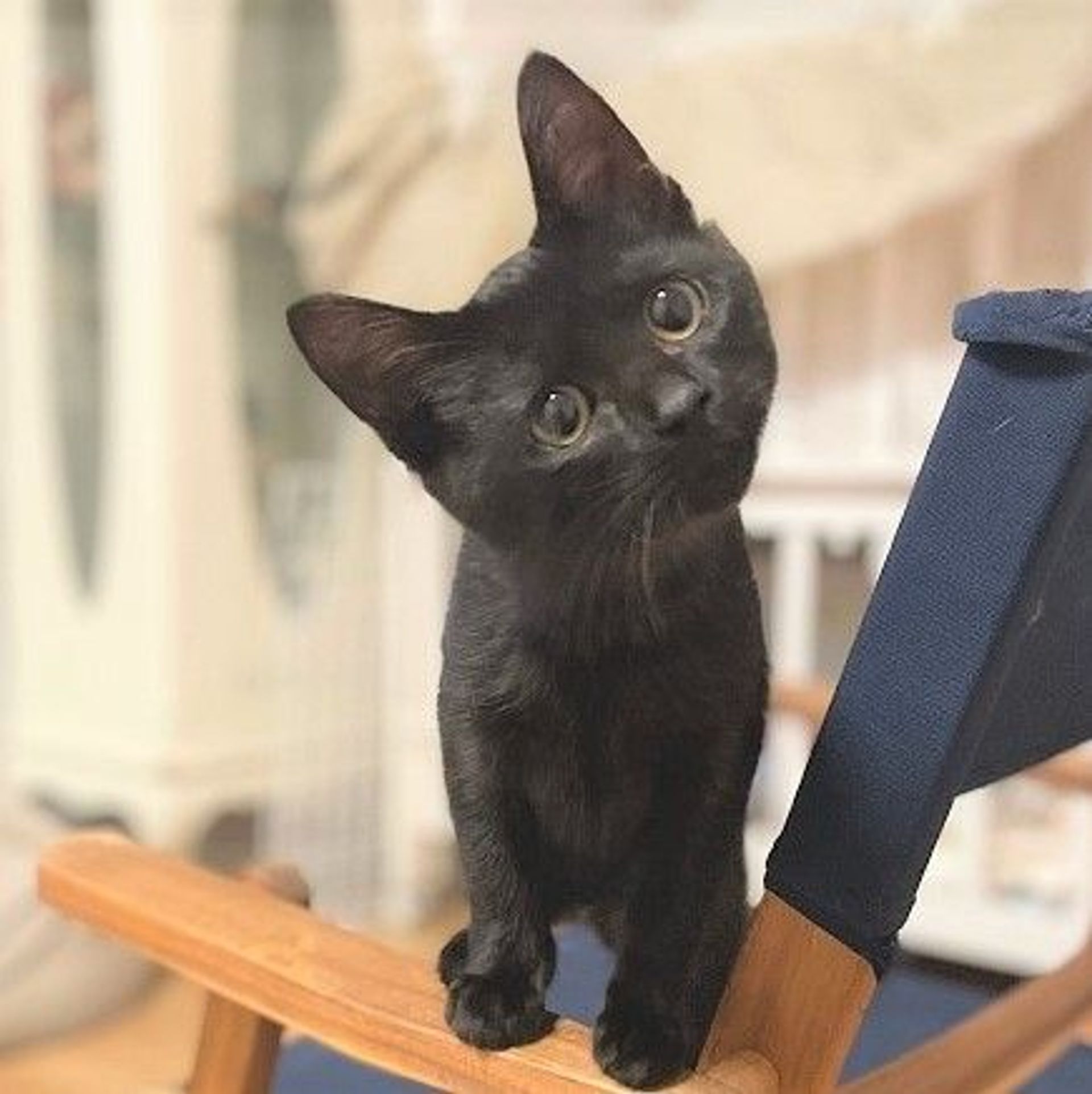 雑種（ミックス猫）・メスの里親募集の写真