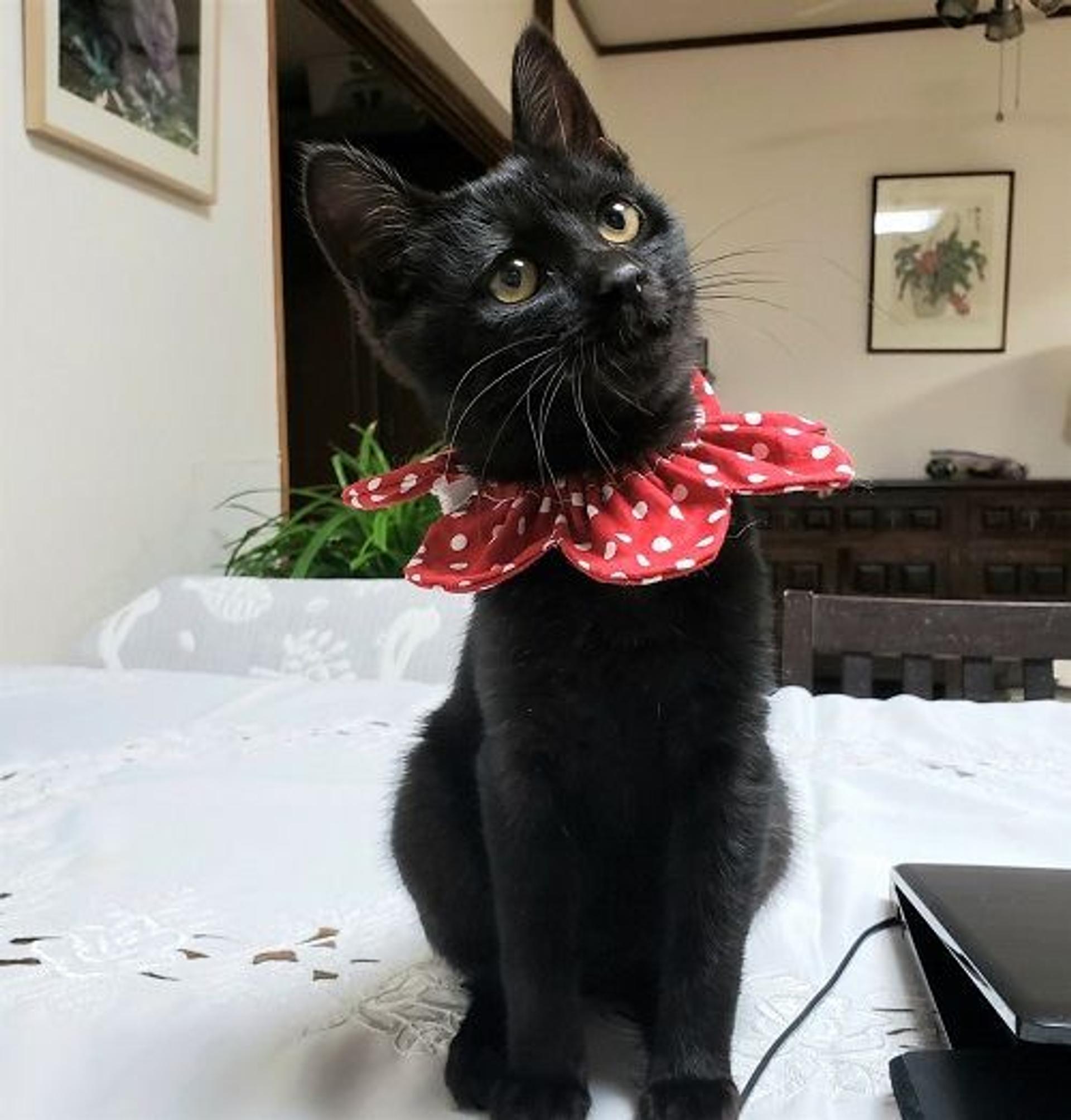 pet-image-3