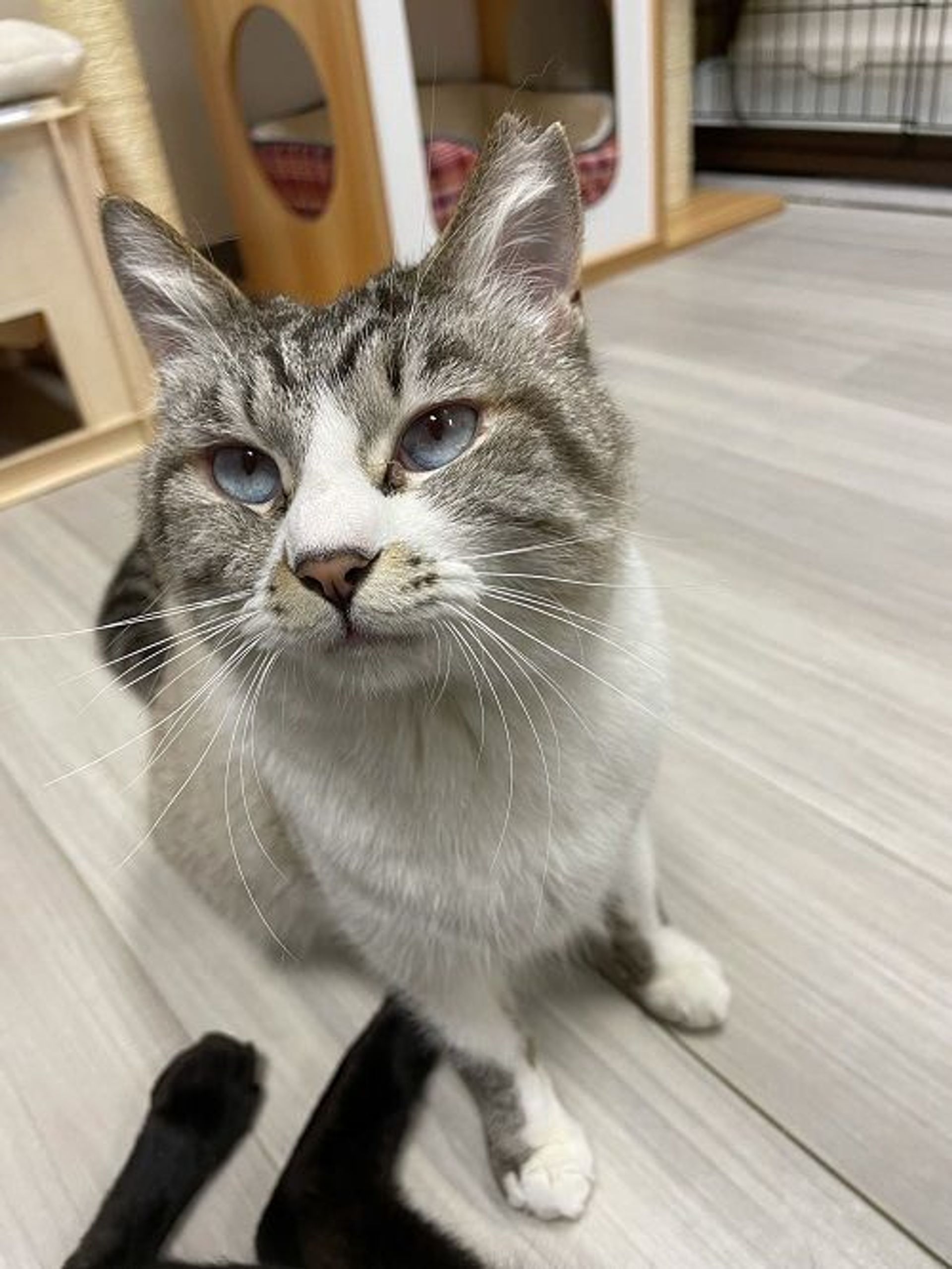 雑種（ミックス猫）・メスの里親募集の写真