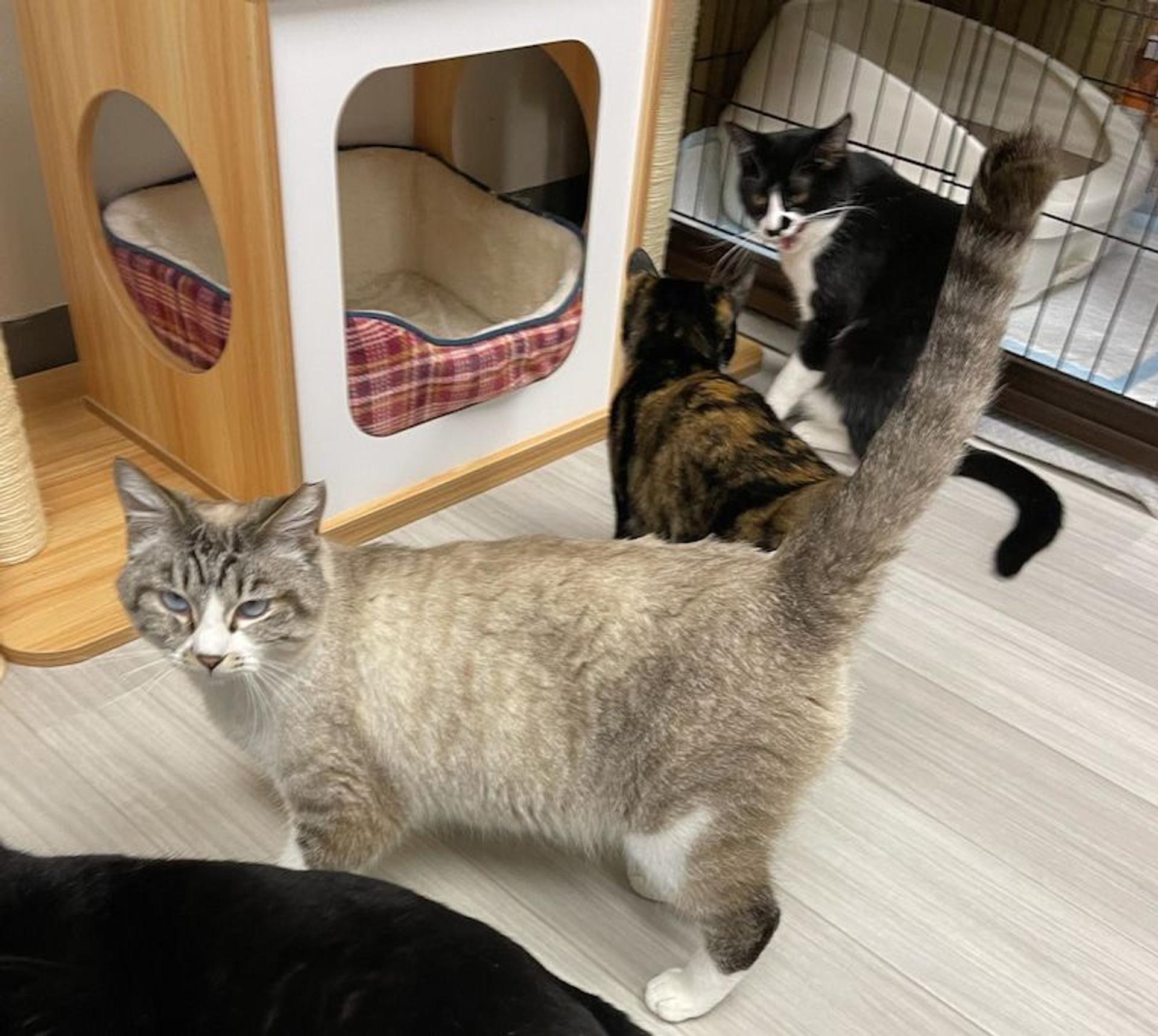 pet-image-2