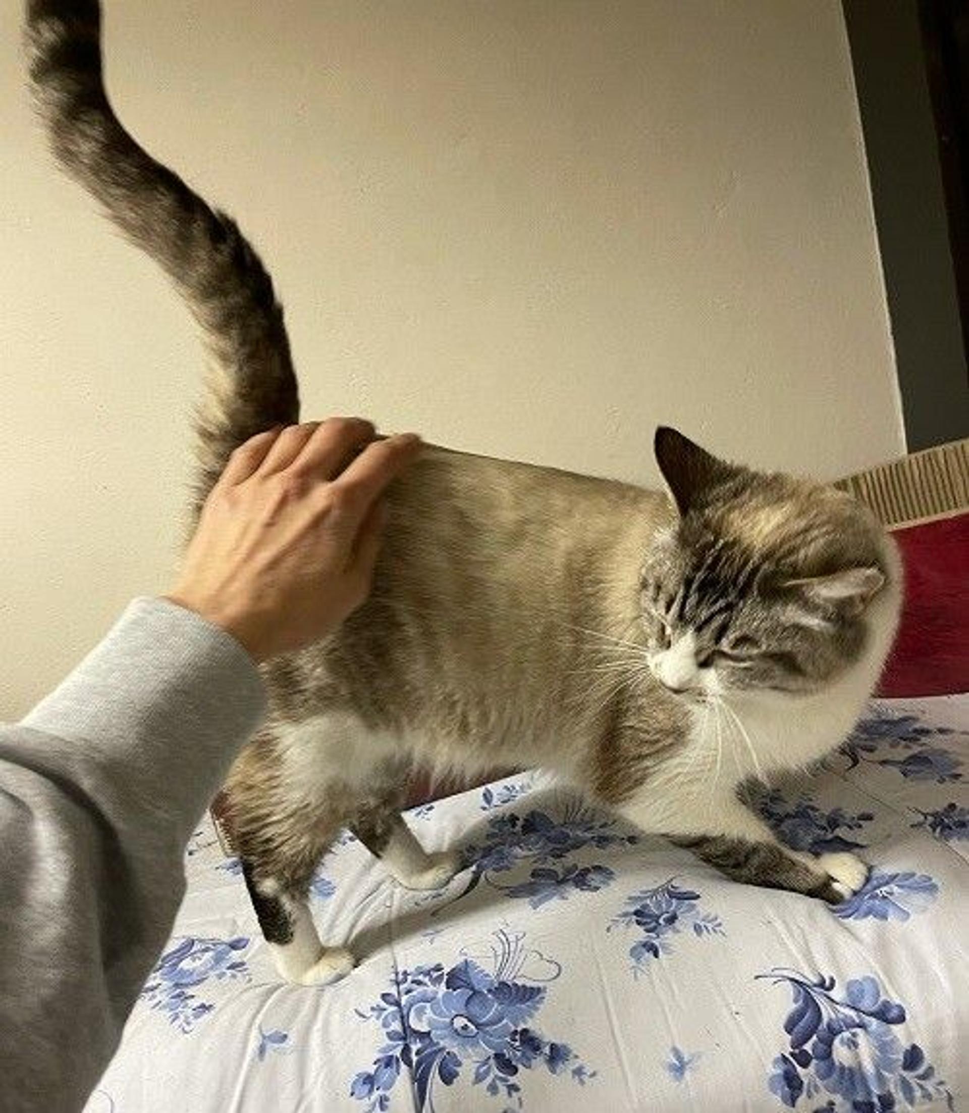 pet-image-4